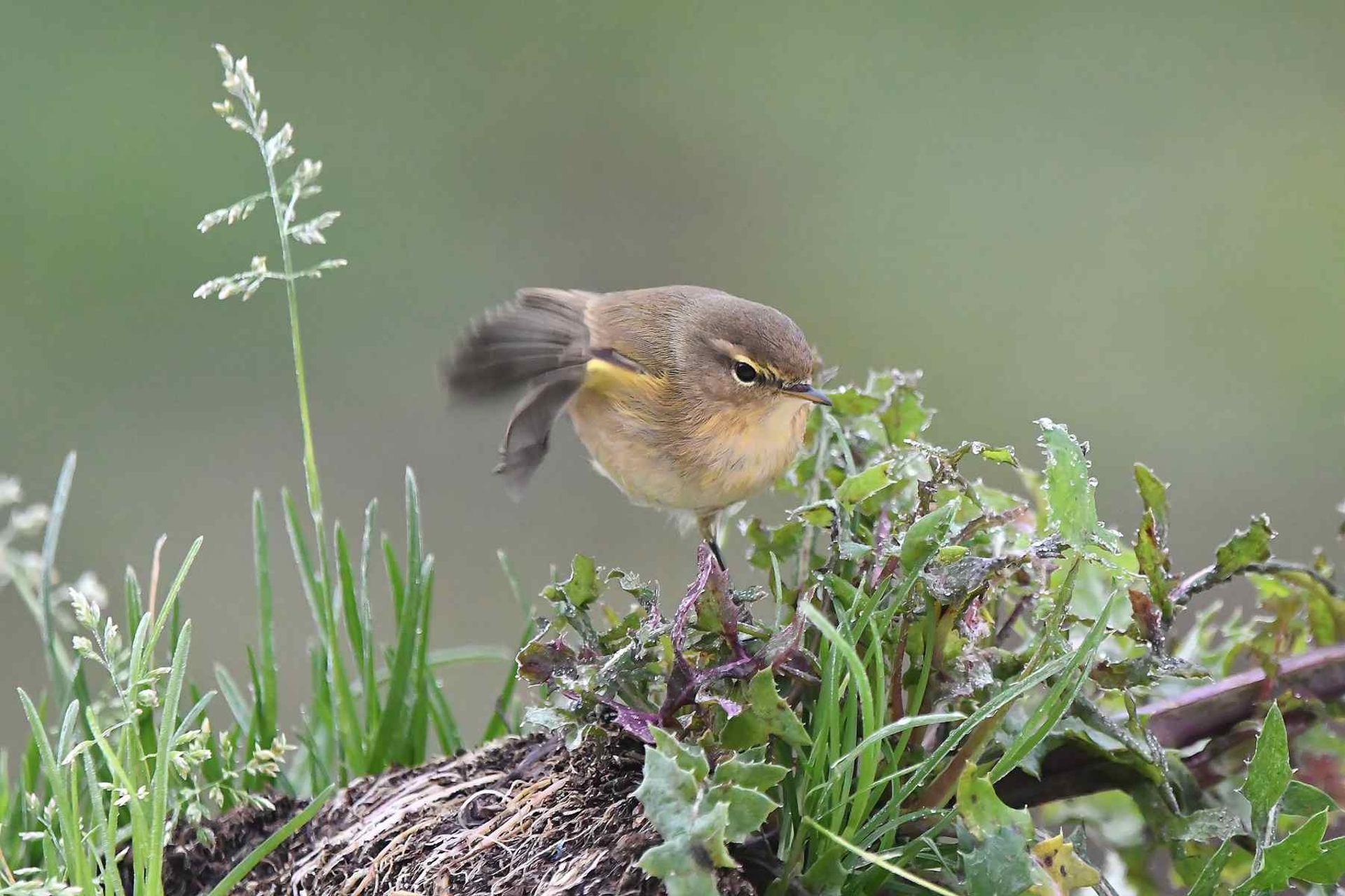 Pouillot véloce (France, dépt Vienne, 12/25)