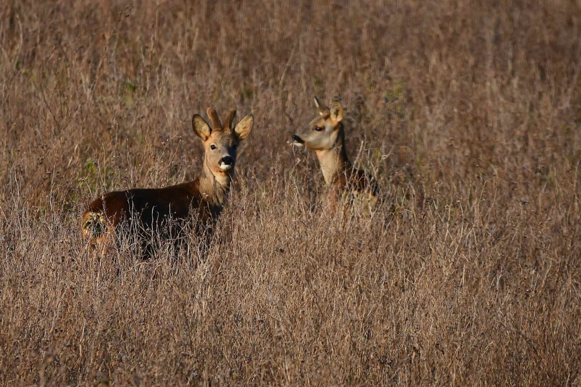 Chevreuils (France, dépt Vienne, 12/25)