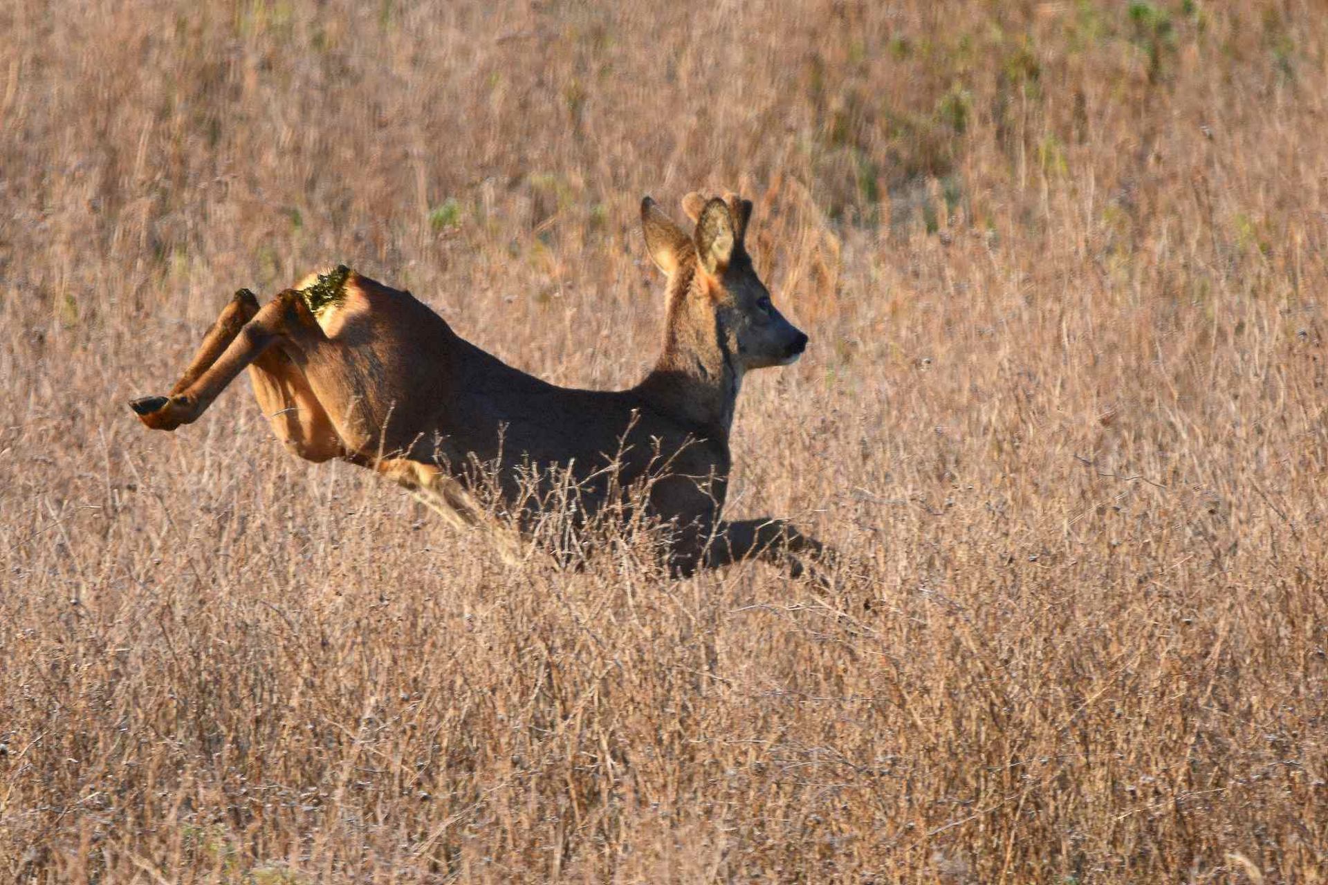 Chevreuil (France, dépt Vienne, 10/25)