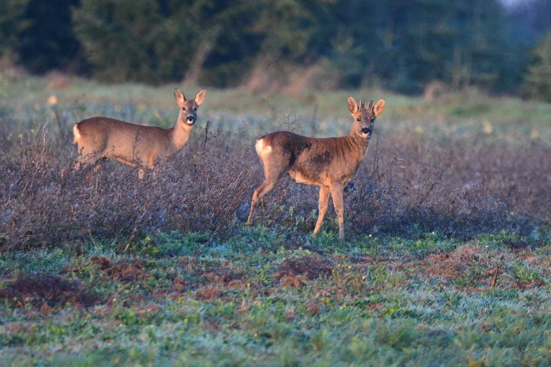 Chevreuil (France, dépt Vienne, 12/25)