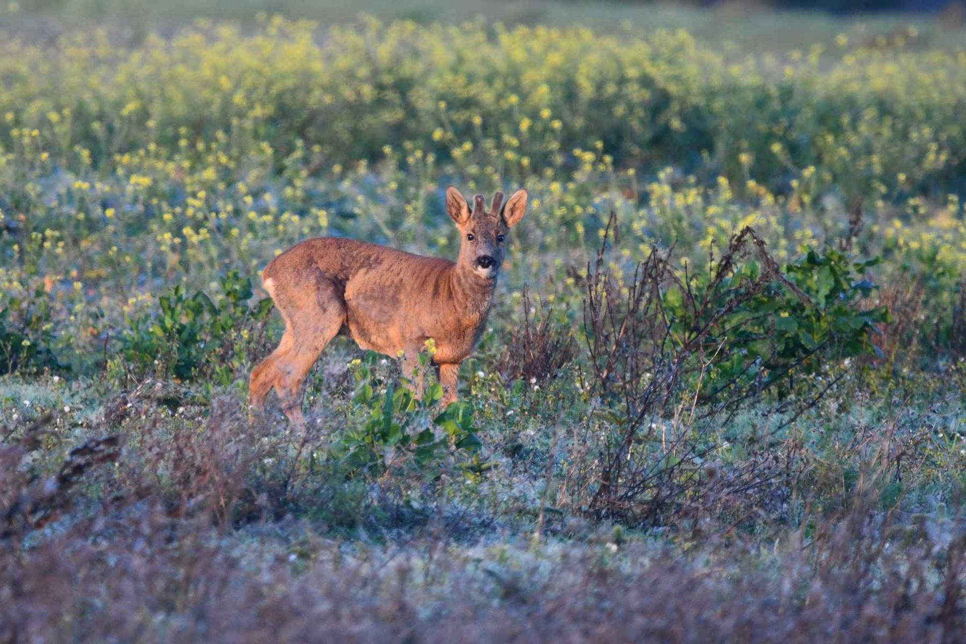 Chevreuil (France, dépt Vienne, 12/25)
