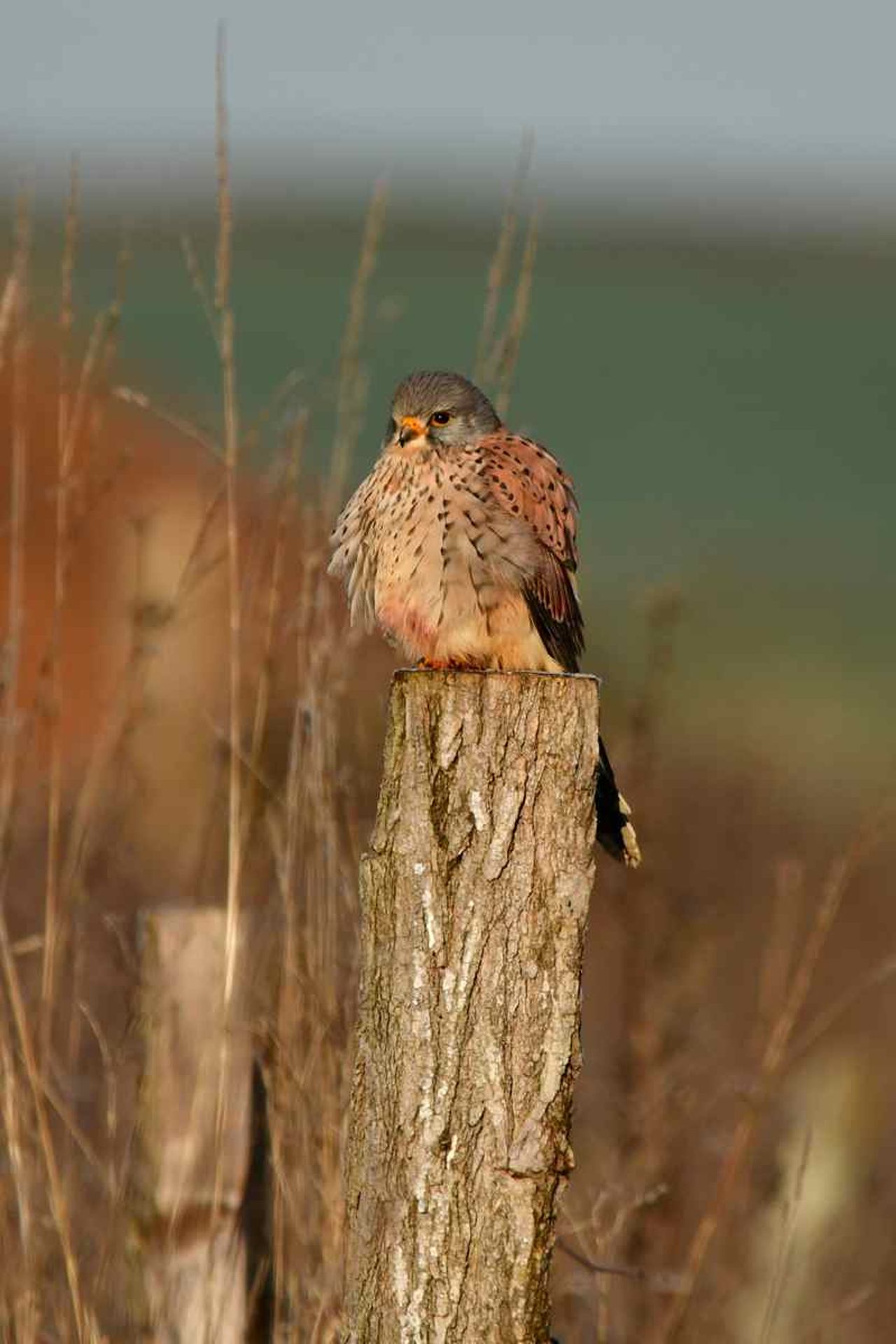 Faucon crécerelle (France, dépt Vienne, 12/25)