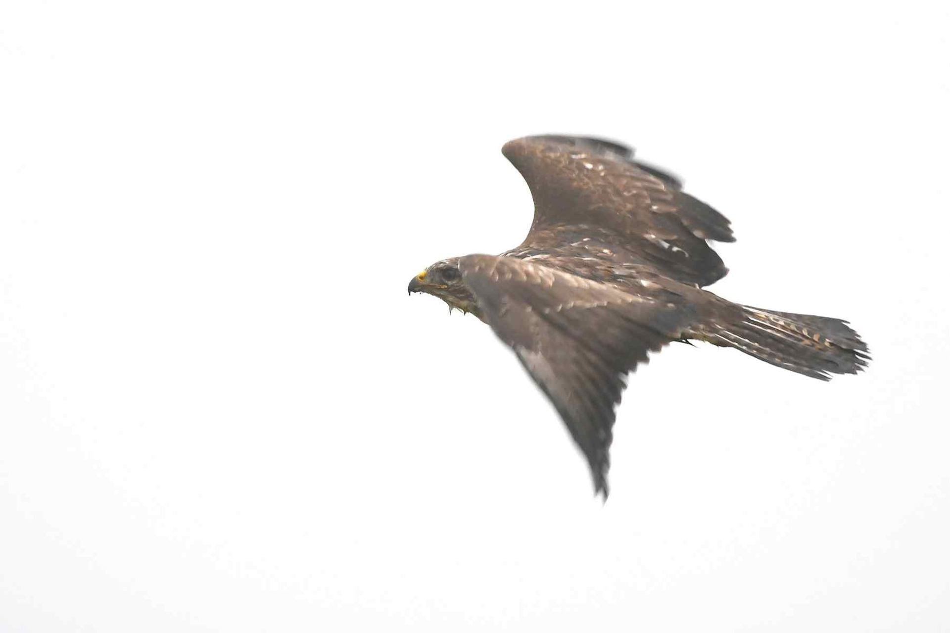 Buse variable (France, dépt Vienne, 12/25)