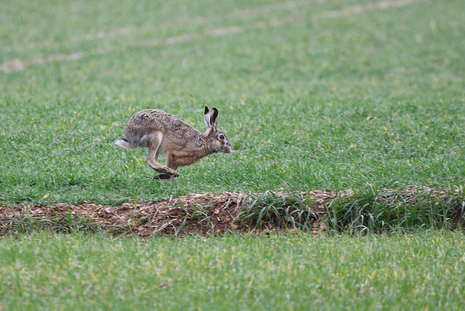 Lièvre (France, dépt Vienne, 26/02)