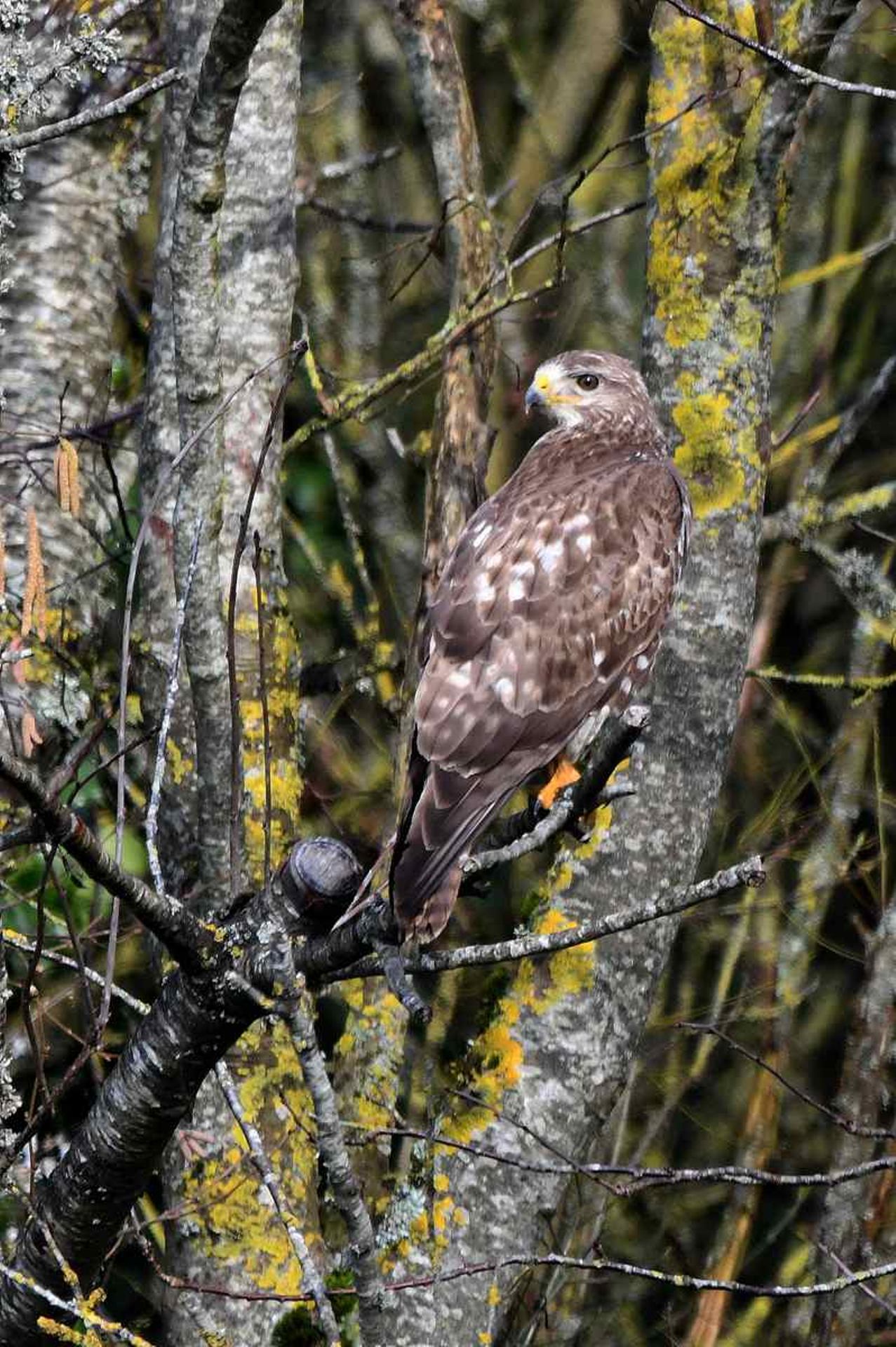 Buse variable (France, dépt Vienne, 02/26)