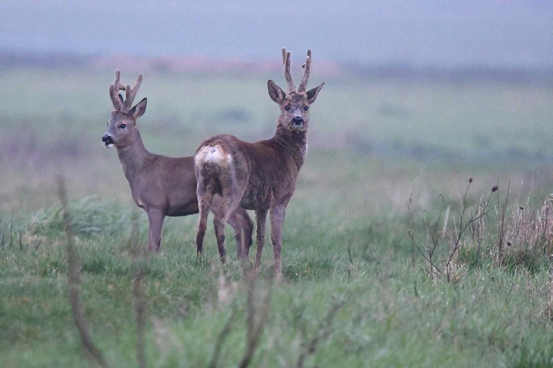 Chevreuil (France, dépt Vienne, 02/26)