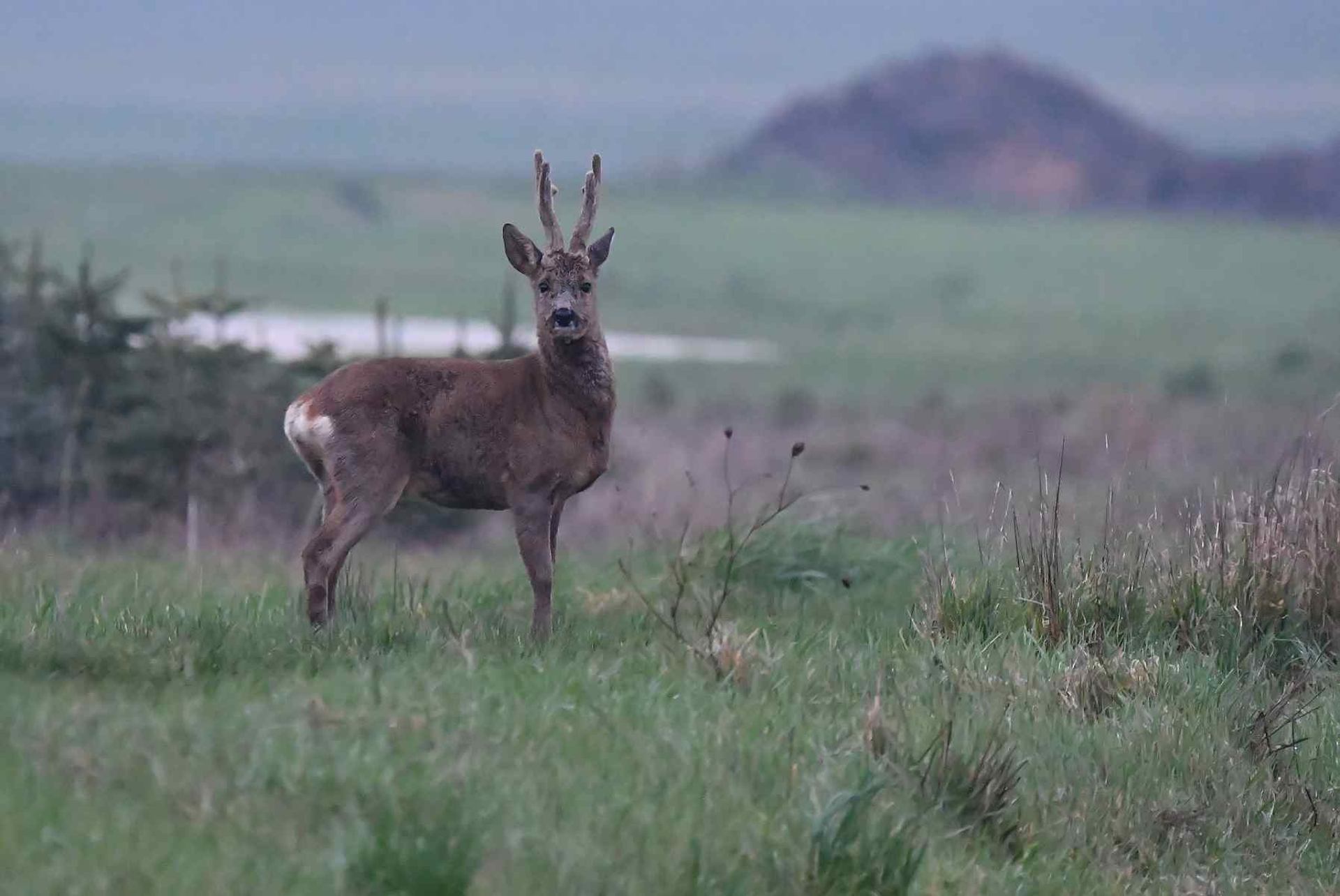 Chevreuil (France, dépt Vienne, 02/26)