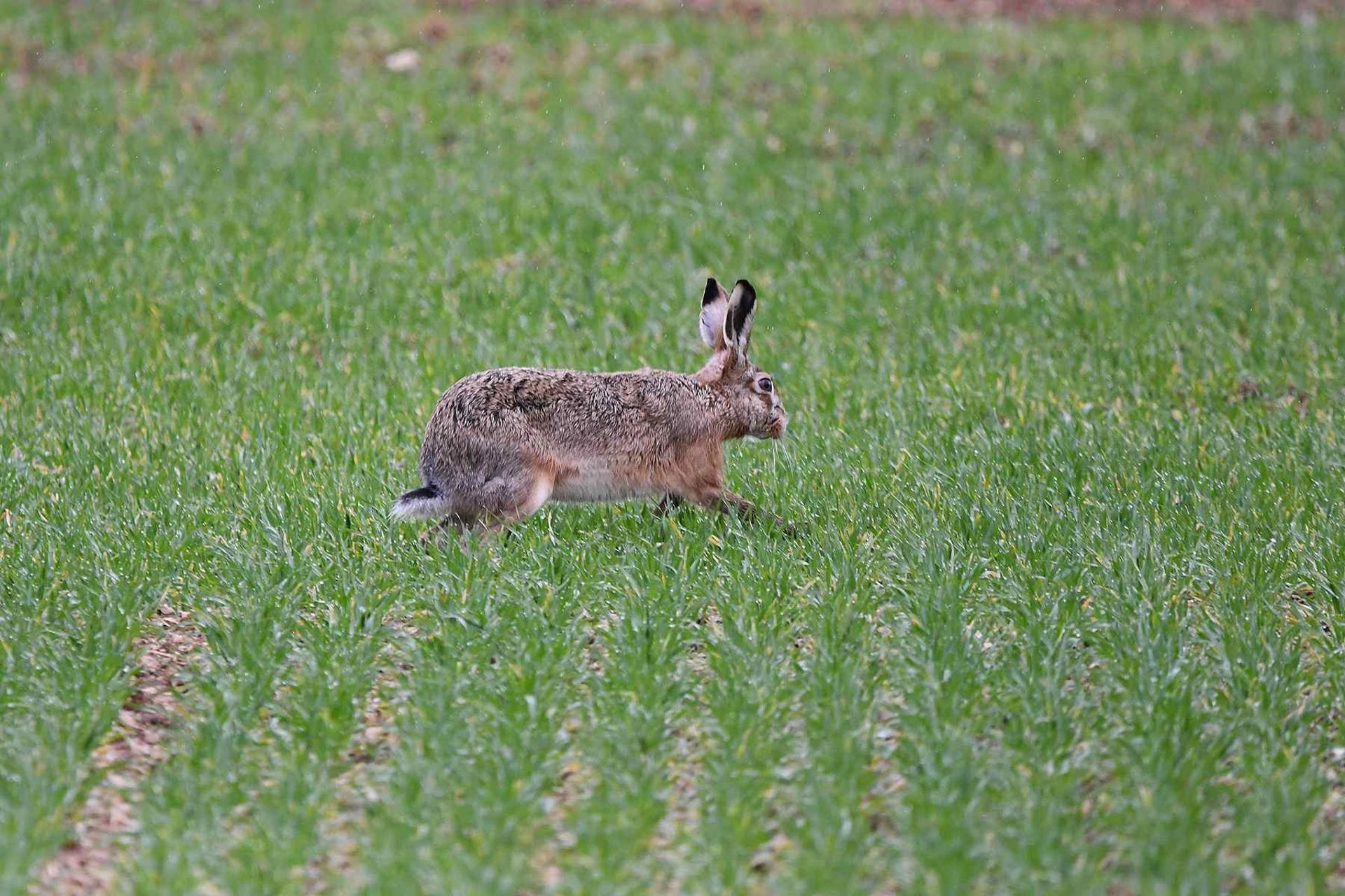 Lièvre (France, dépt Vienne, 02/26)