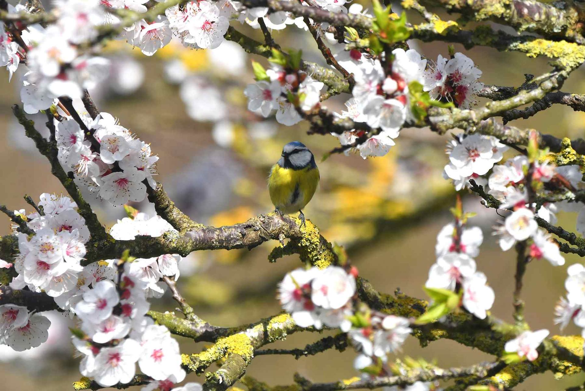 Mésange bleue (France, dépt Vienne, 03/26)