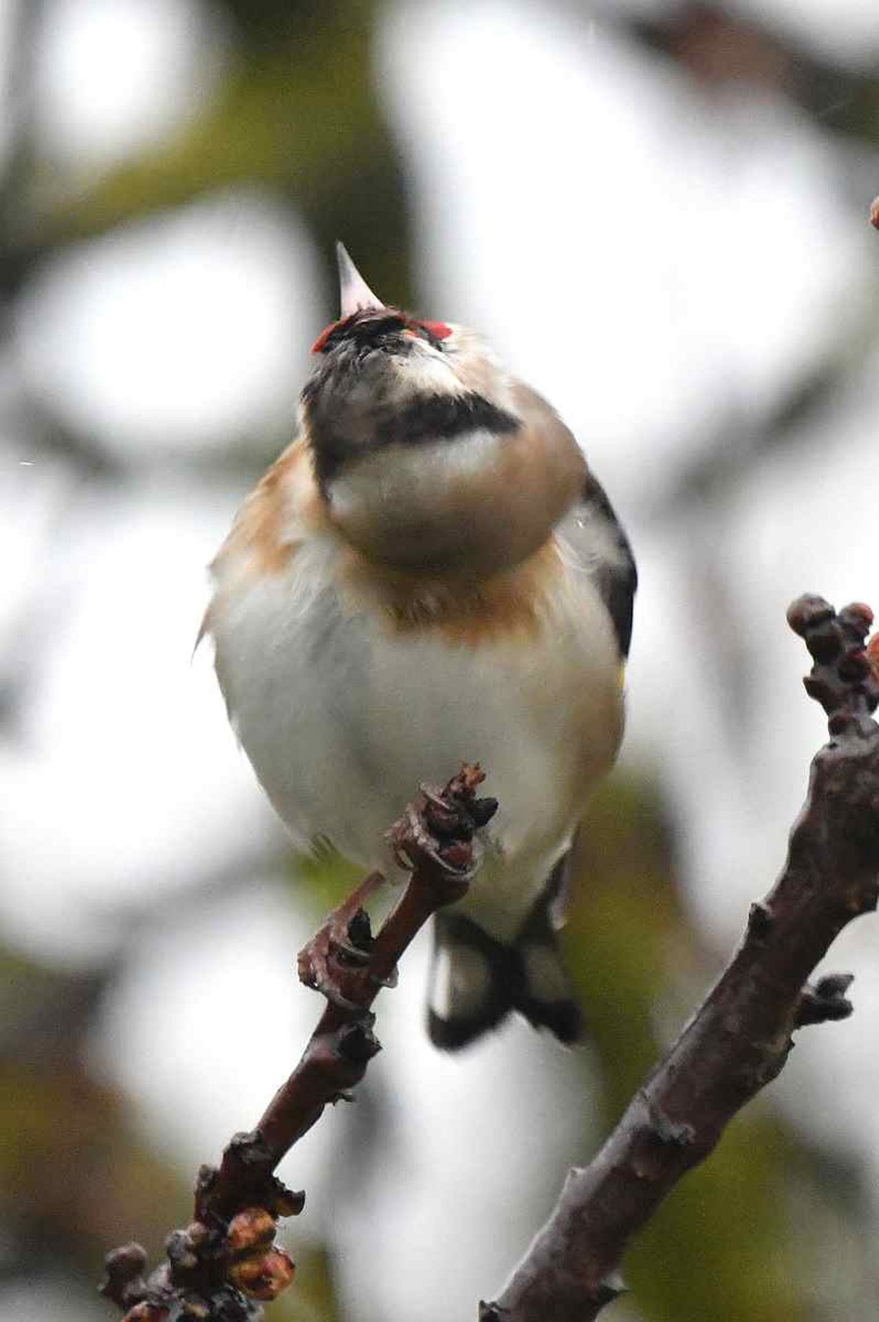 Chardonneret élégant (France, dépt Vienne, 02/26)