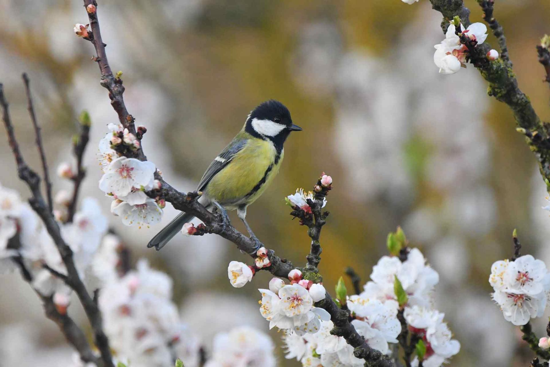 Mésange charbonnière (France, dépt Vienne, 02/26)