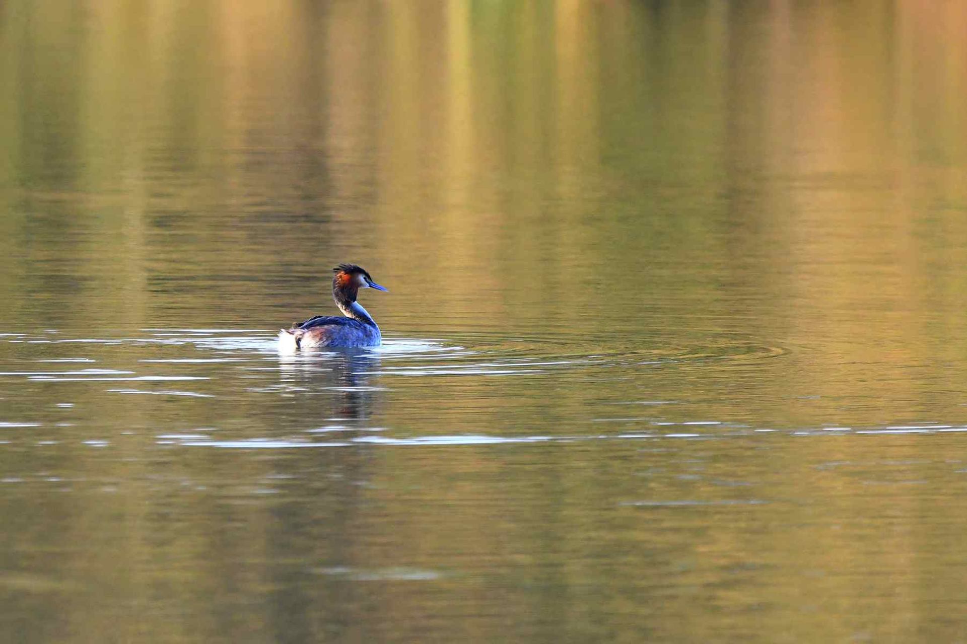 Grèbe huppé (France, dépt Vienne, 02/26)