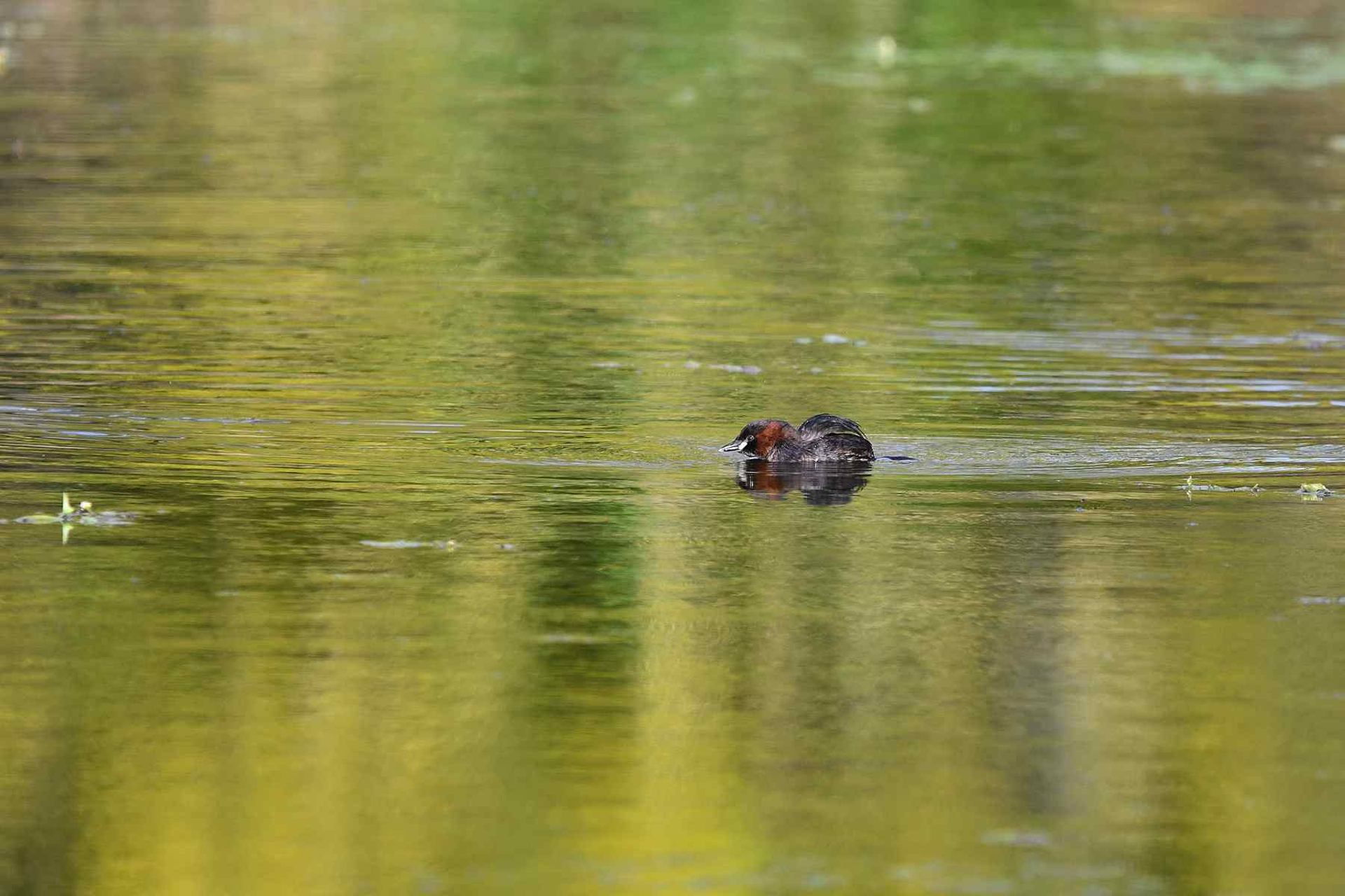 Grèbe castagneux (France, dépt Vienne, 02/26)