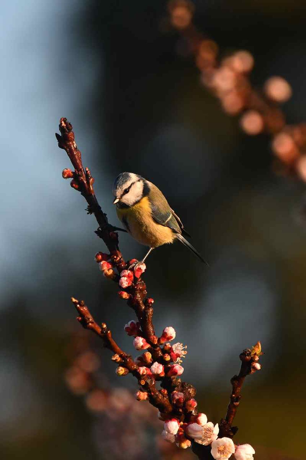 Mésange bleue (France, dépt Vienne, 02/26)