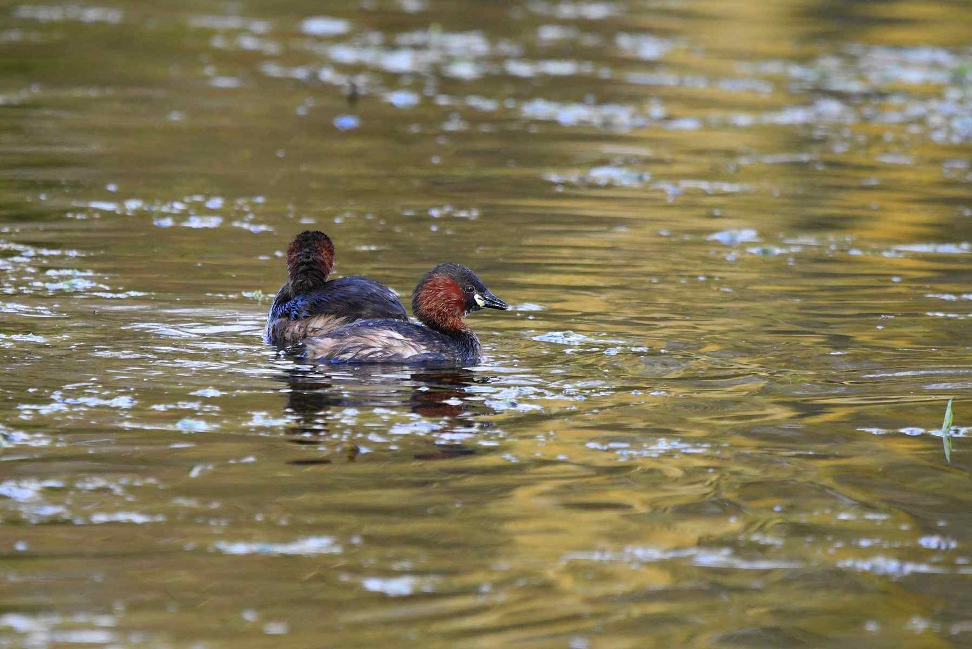 Grèbe castagneux (France, dépt Vienne, 02/26)