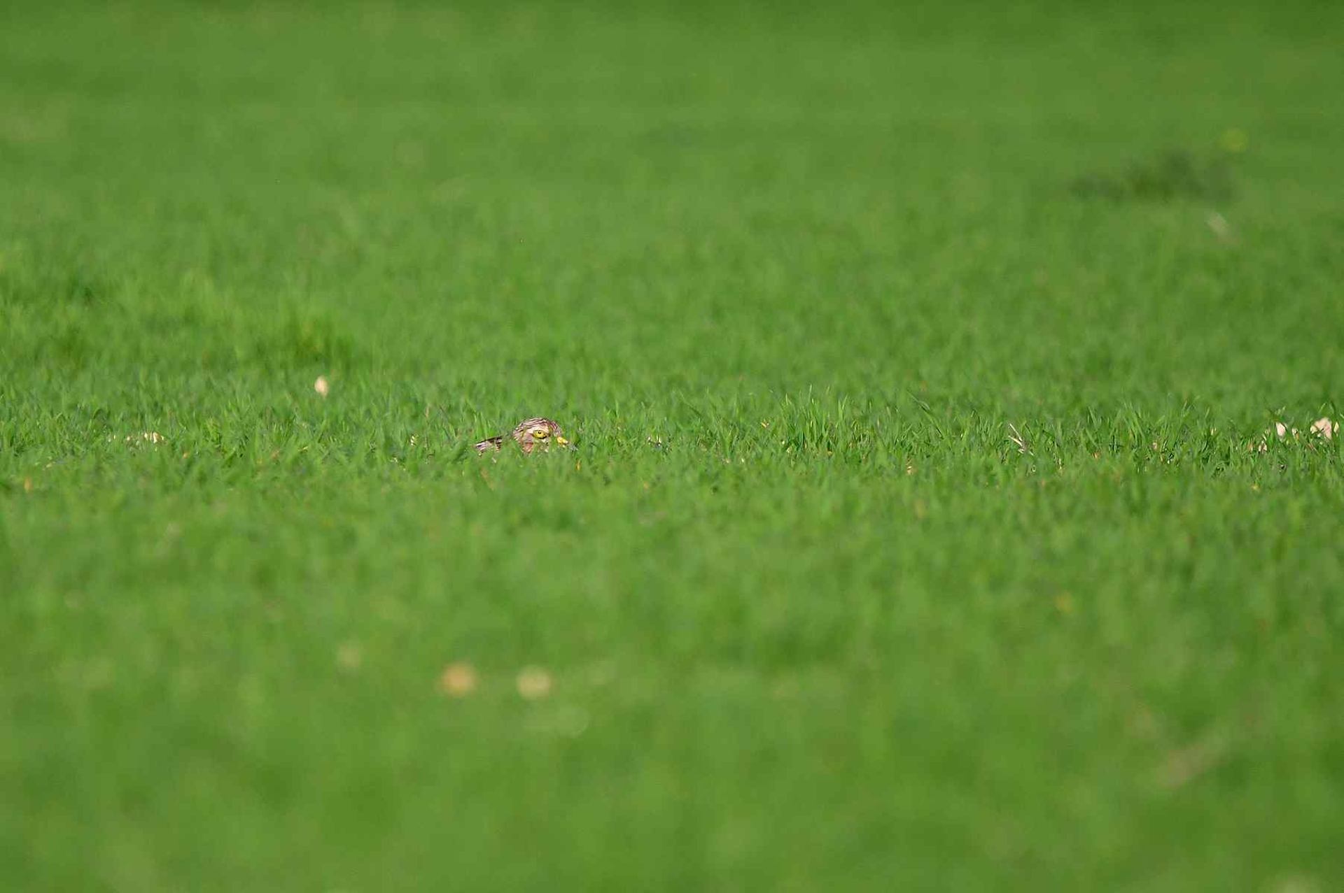 Oedicnème criard (France, dépt Vienne, 03/26). A voir en grand