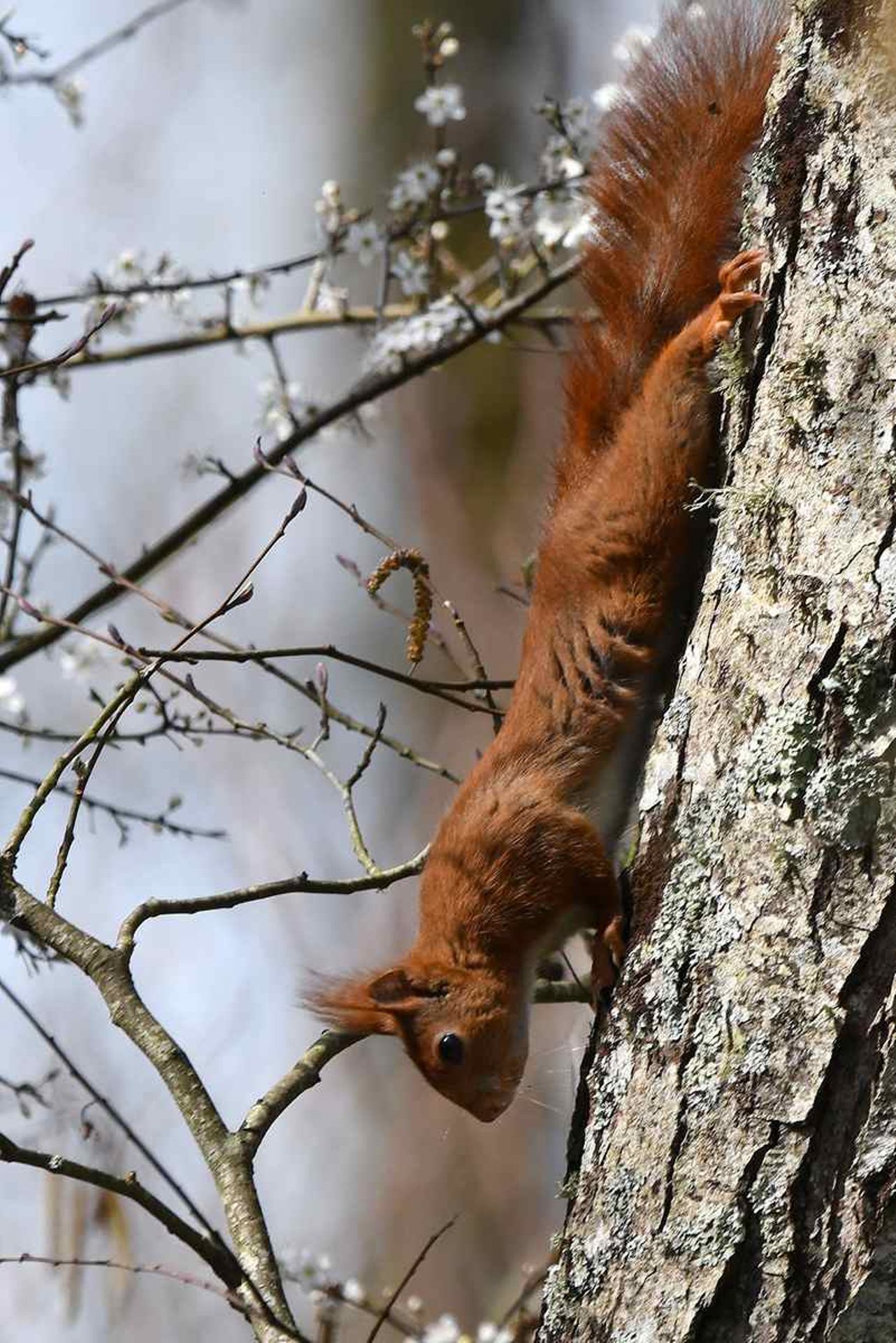 Ecureuil roux (France, dépt Vienne, 03/26)