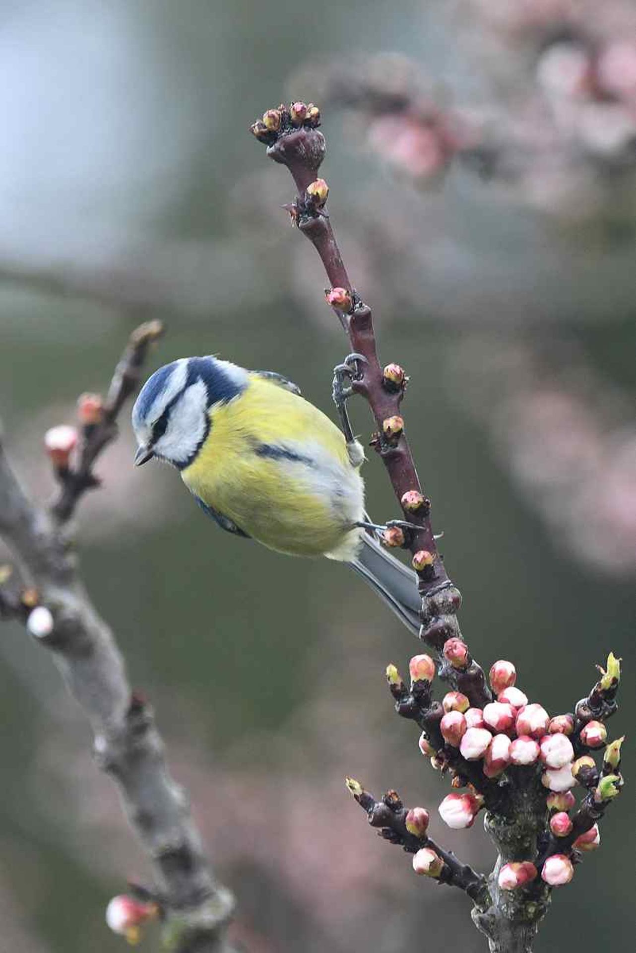 Mésange bleue (France, dépt Vienne, 02/26)