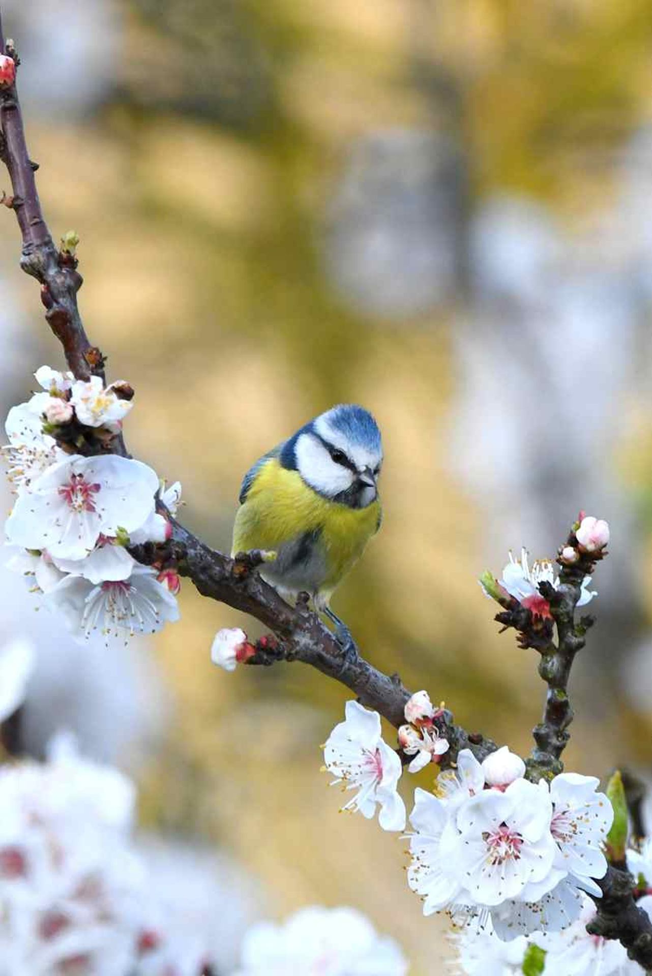 Mésange bleue (France, dépt Vienne, 02/26)