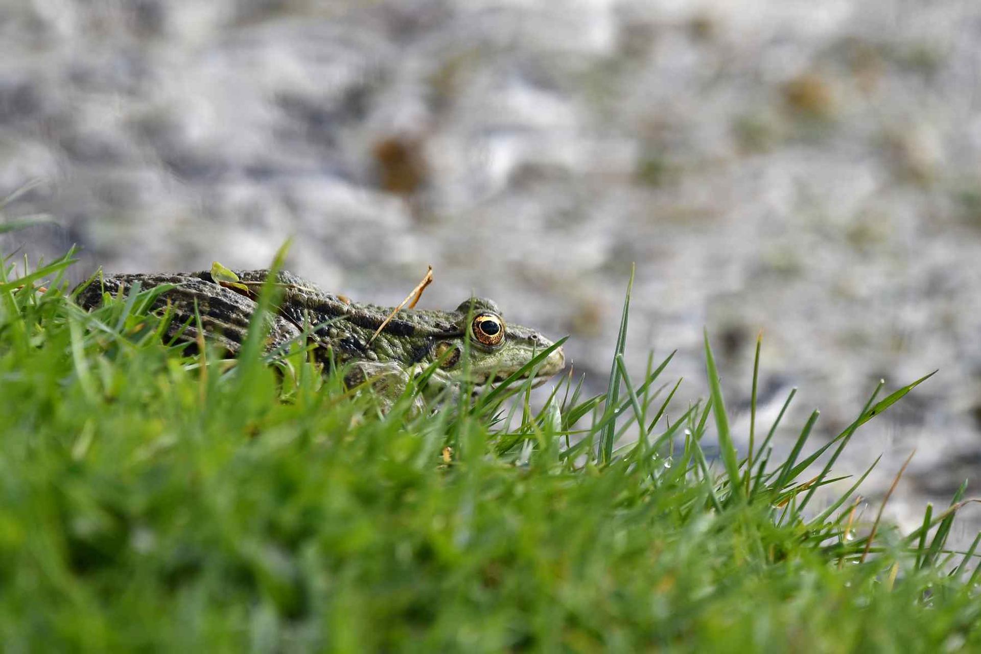 Grenouille (France, dépt Vienne, 03/26)