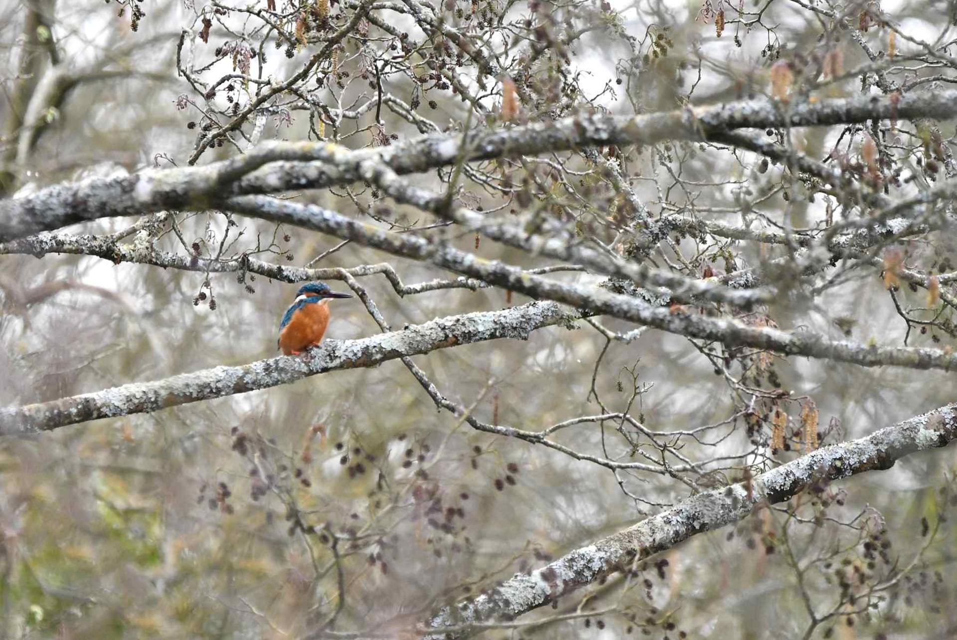Martin-pêcheur (France, dépt Vienne, 03/26)