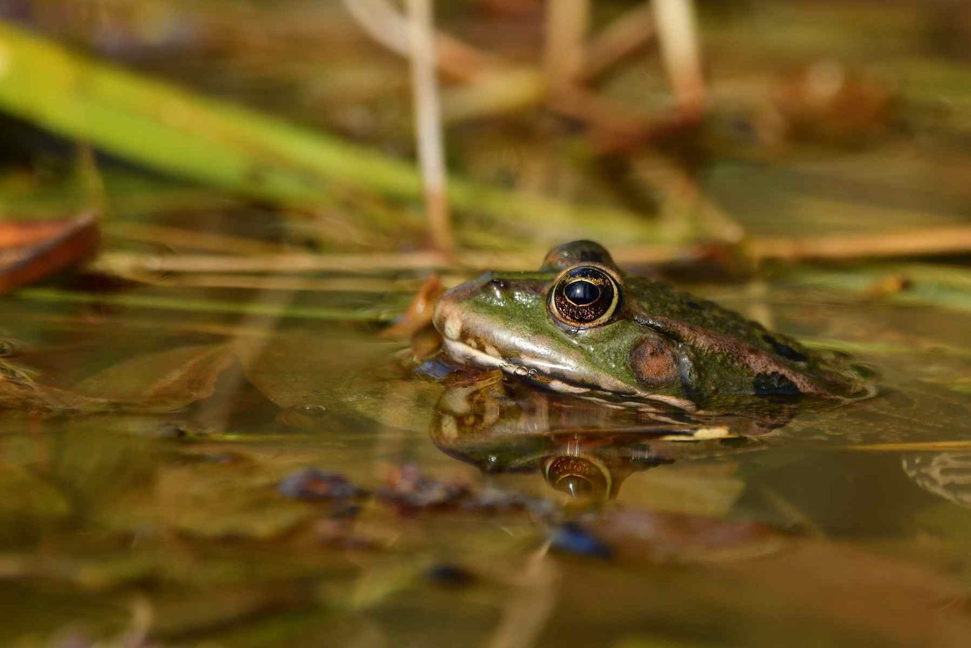 Grenouille (France, dépt Vienne, 03/26)