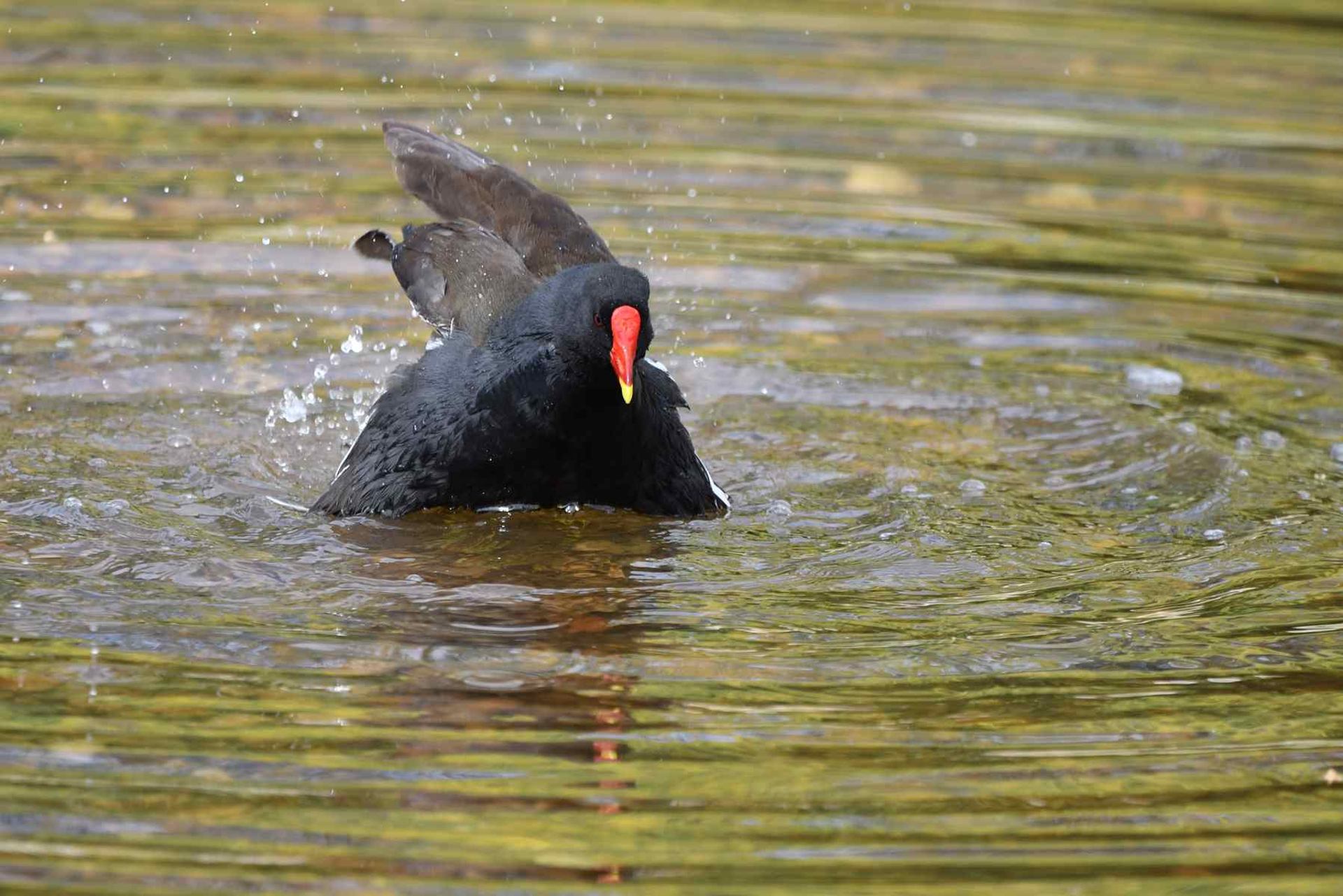 Poule d'eau (France, dépt Vienne, 03/26)