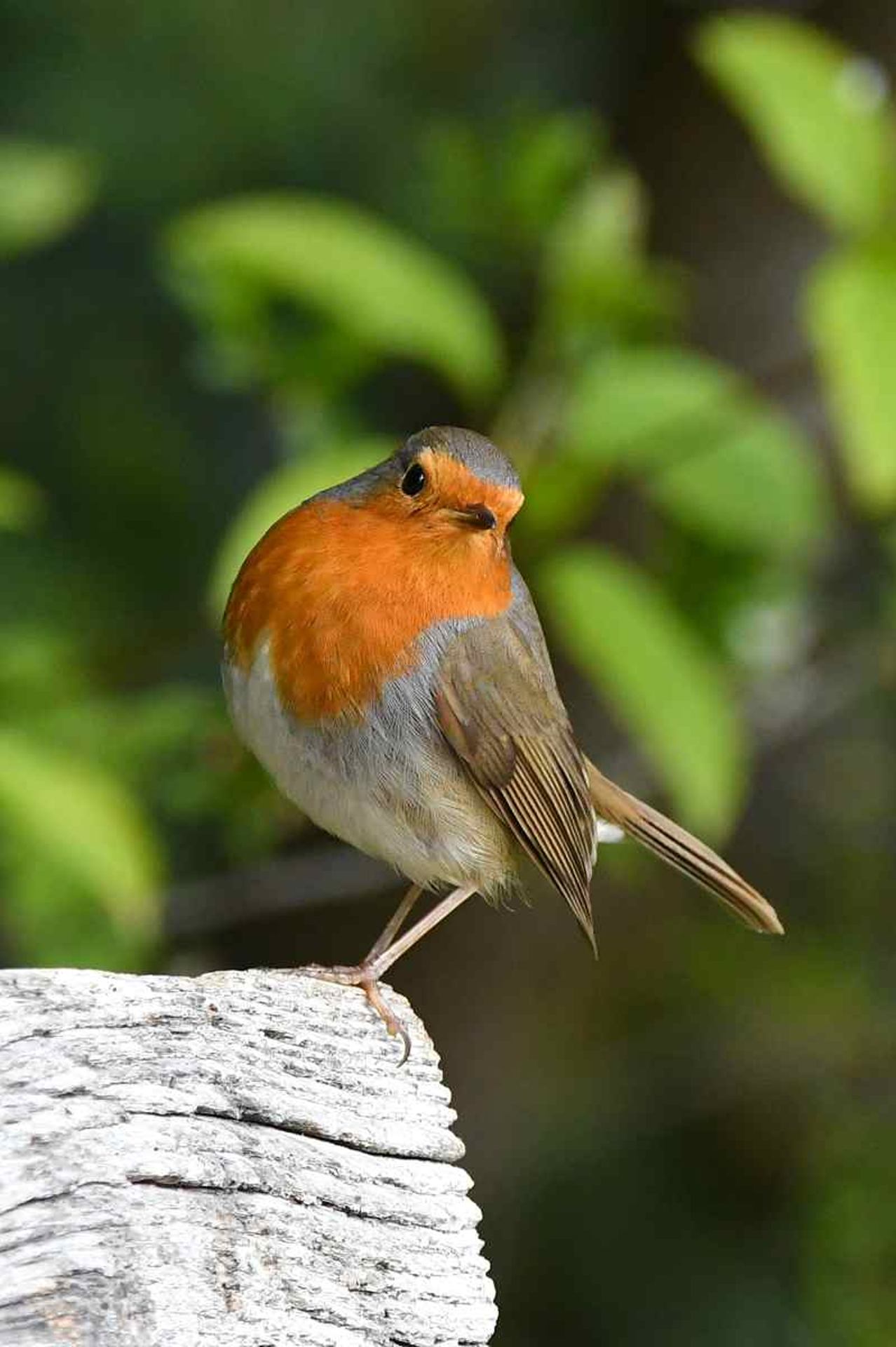Rougegorge familier (France, dépt Vienne, 03/26)