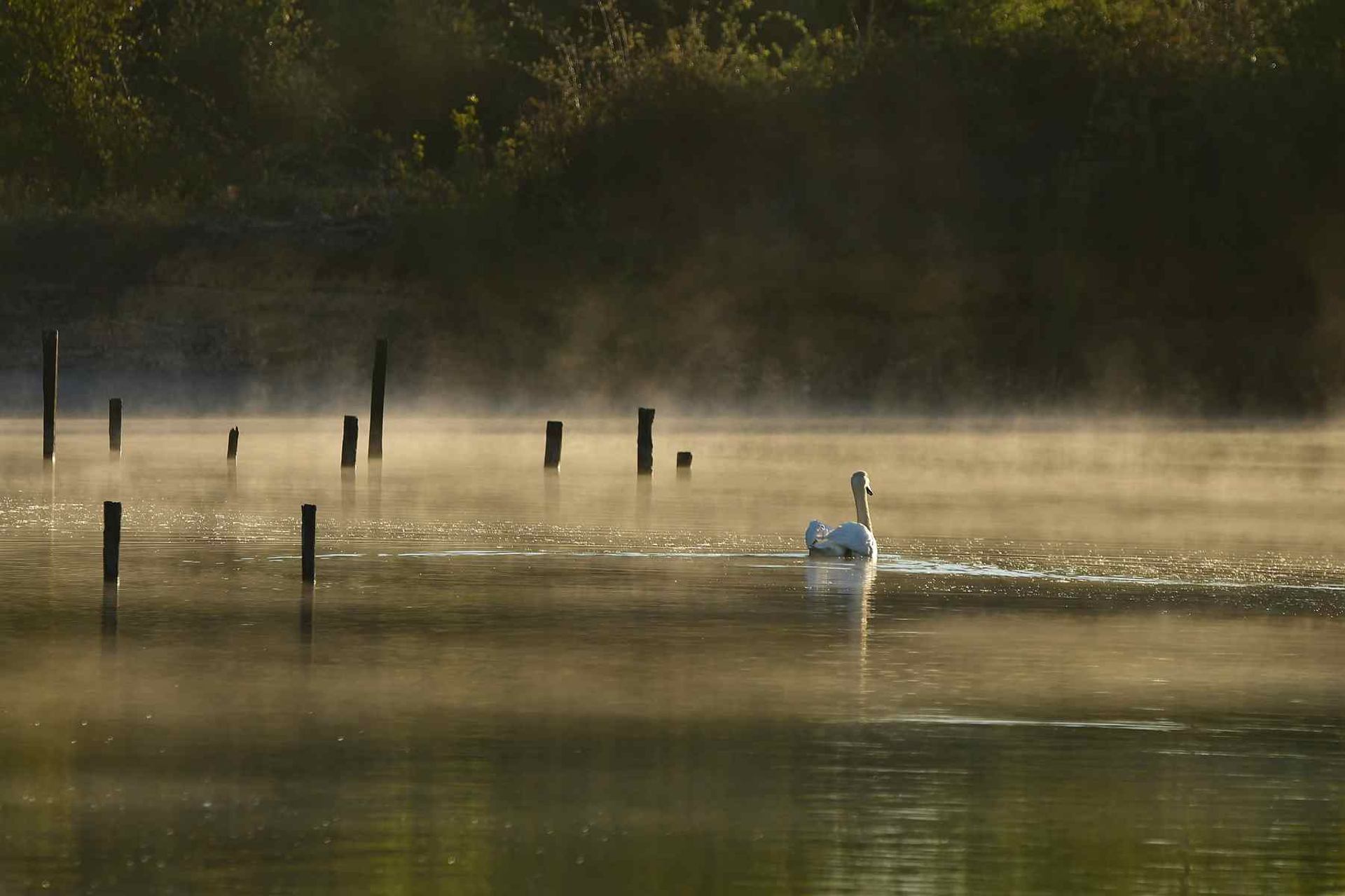 Cygne tuberculé (France, dépt Vienne, 04/26)