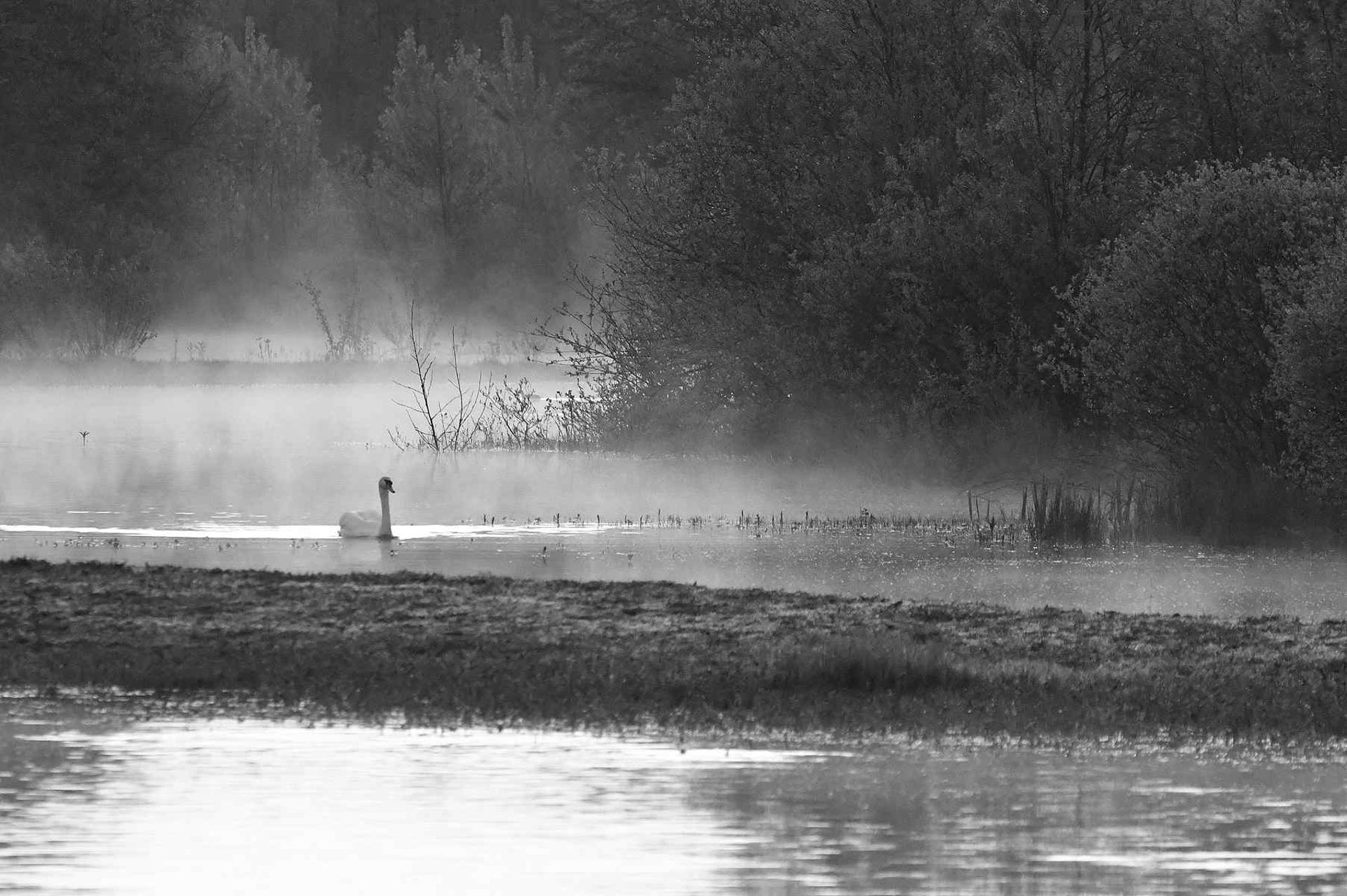 Cygne tuberculé (France, dépt Vienne, 04/26)