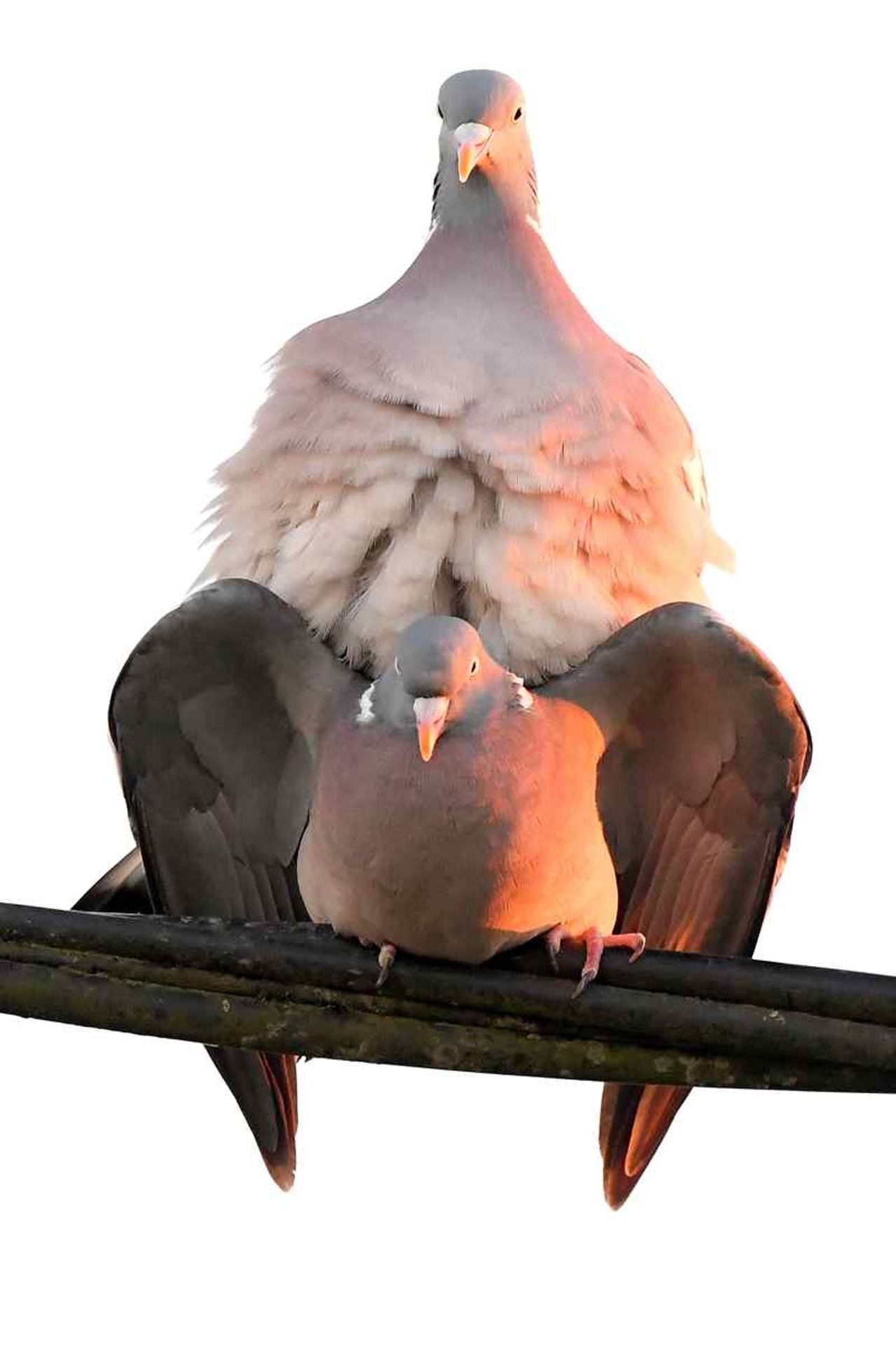Pas d'intimité chez les pigeons ramier (France, dépt 86, 04/26)