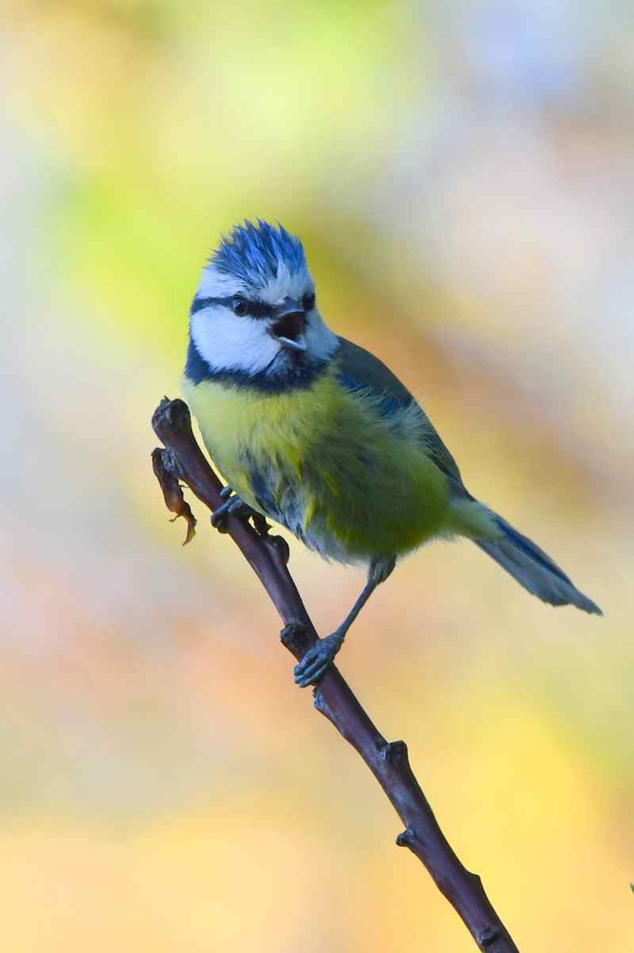mésange bleue