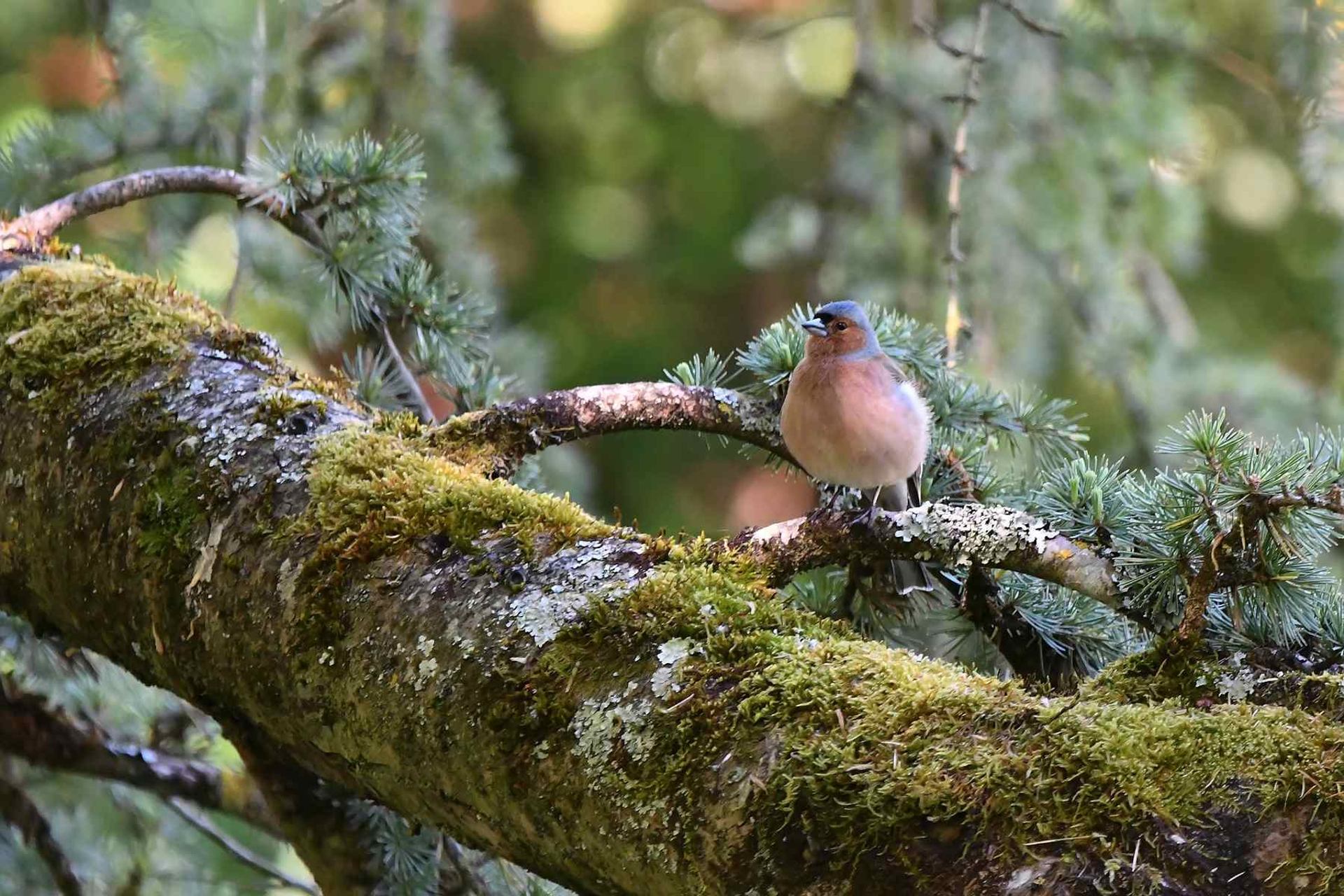 Pinson des arbres mâle (France, dépt 86, 04/26)