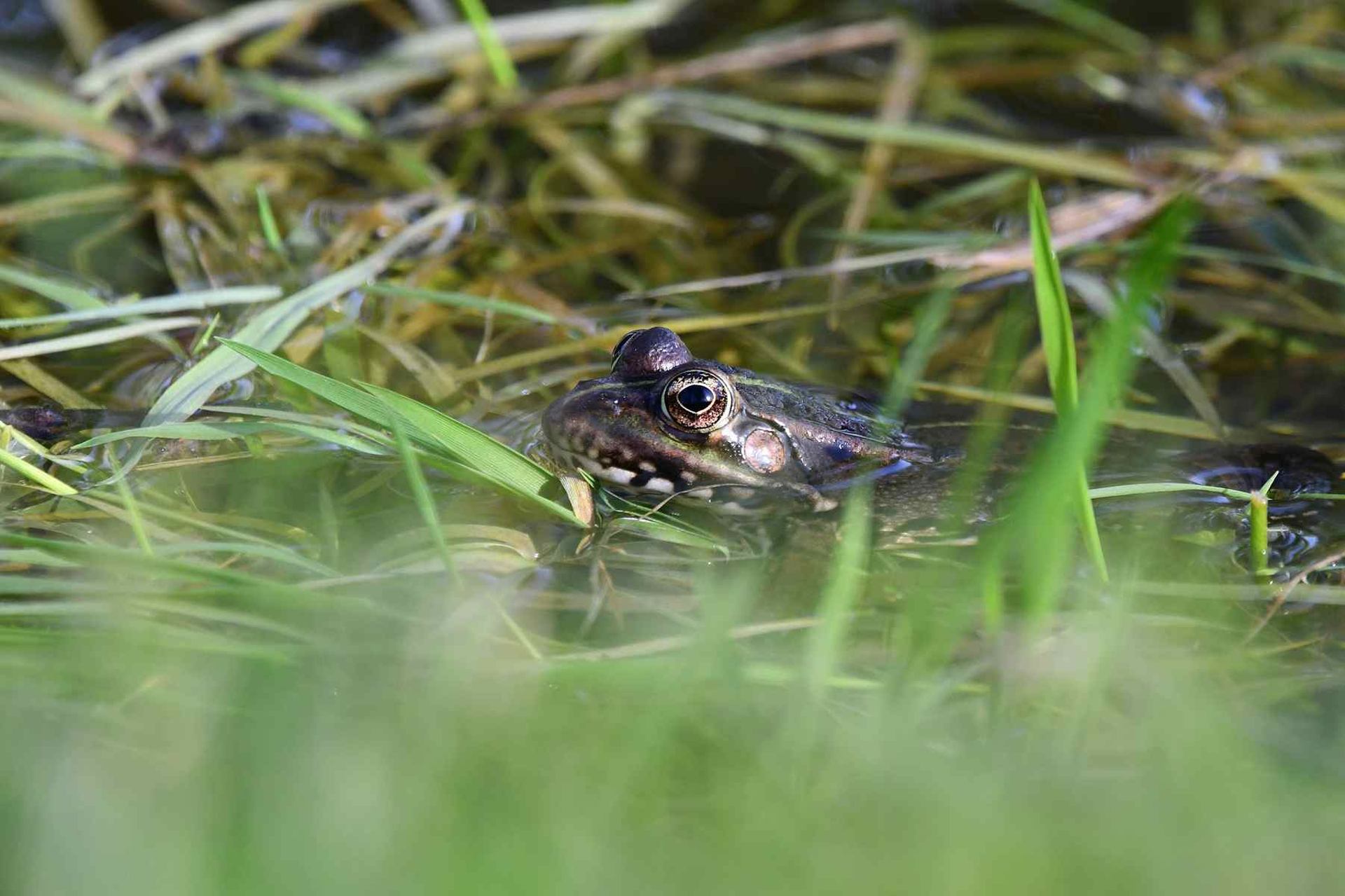 Grenouille (France, dépt 86, 04/26)