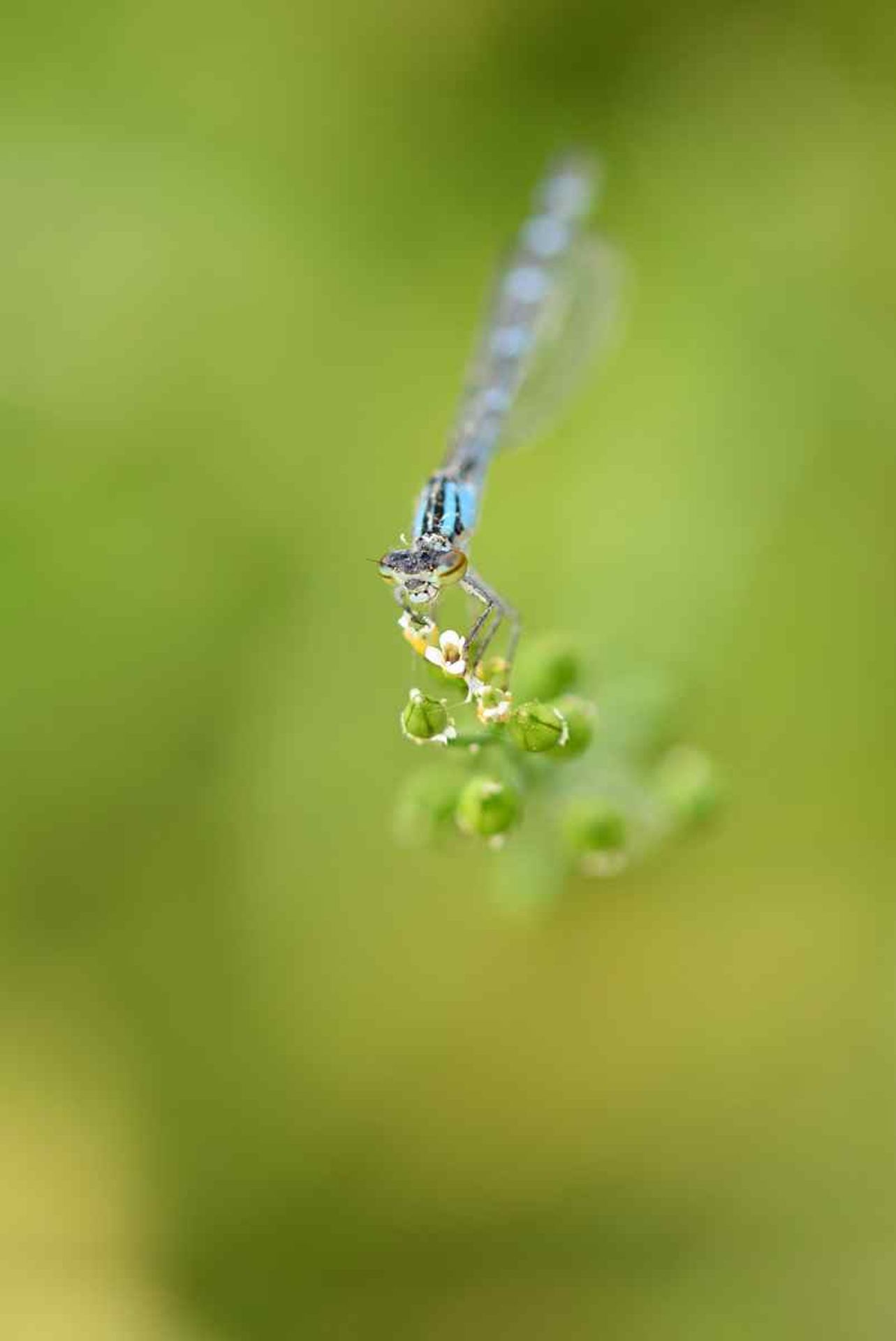agrion porte coupe (France, dépt 86, 04/26)