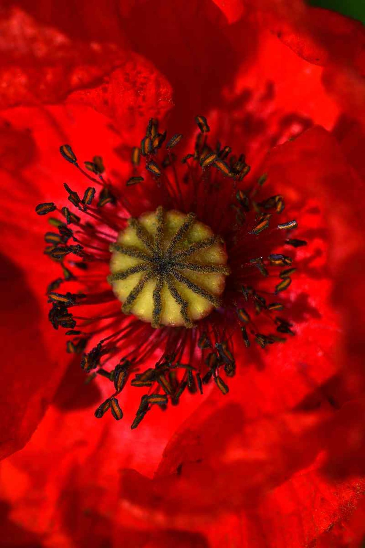 Coquelicot (France, dépt 86, 04/26)