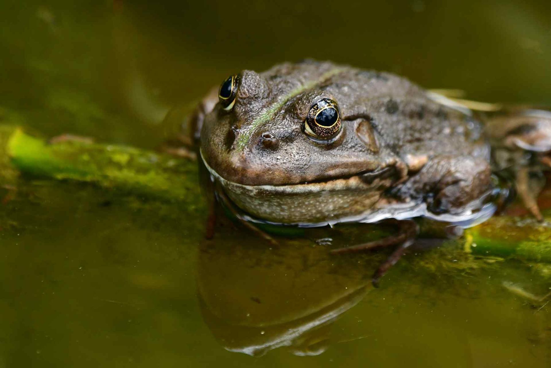Grenouille version gros plan (France, dépt 86, 05/26)