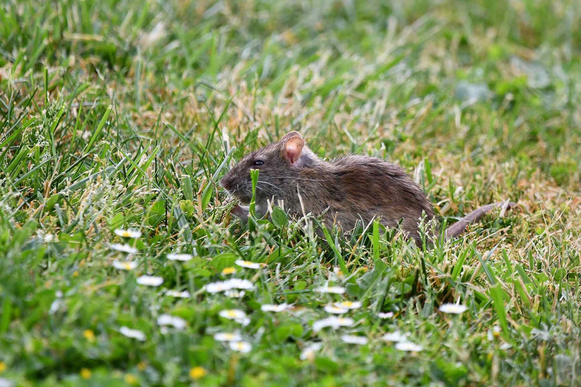 Rat surmulot (France, dépt 86, 05/26)