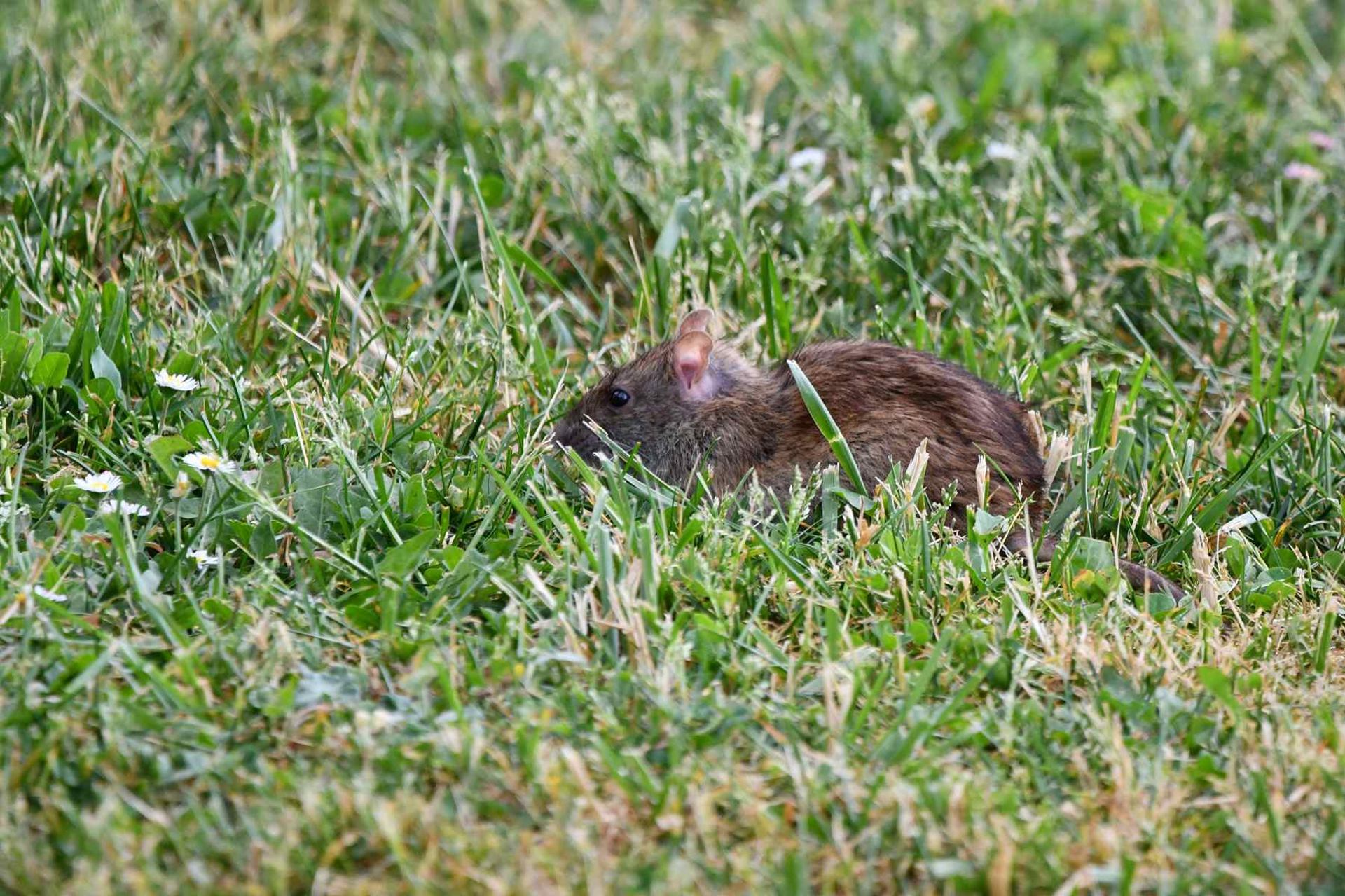 Rat surmulot (France, dépt 86, 05/26)