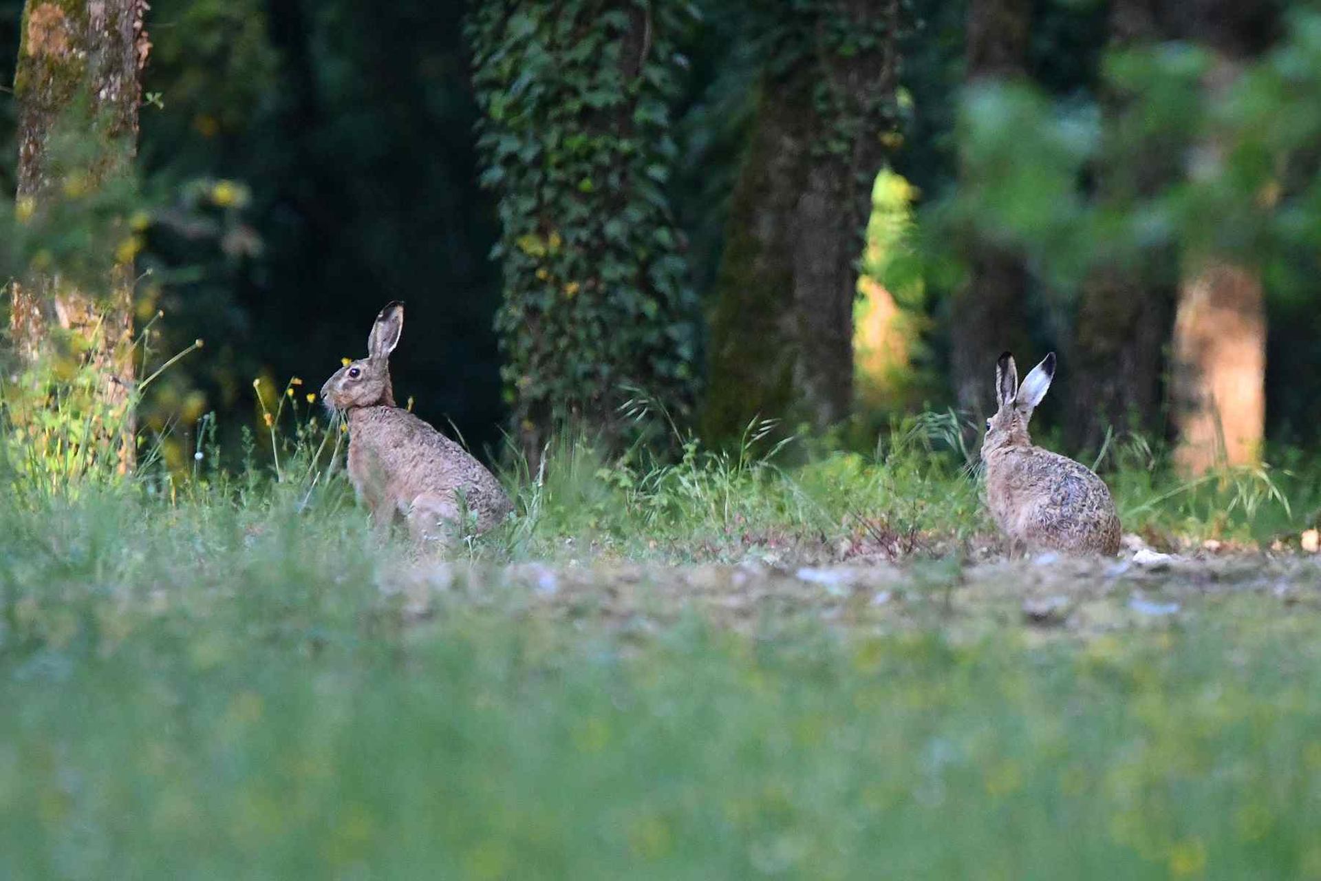 Duo de lièvres (France, dépt Vienne, 04/26)