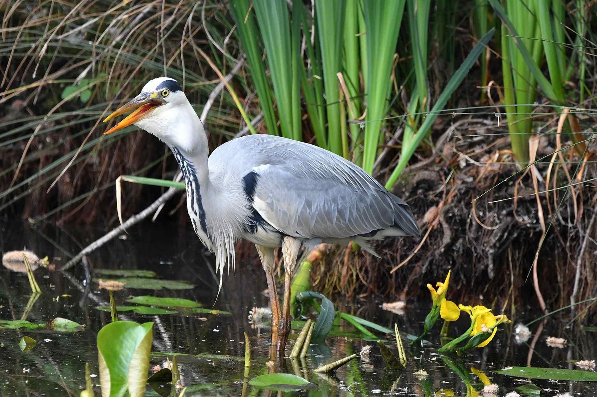Héron cendré entrain d'avaler son poisson (France, dépt Vienne, 05/26)