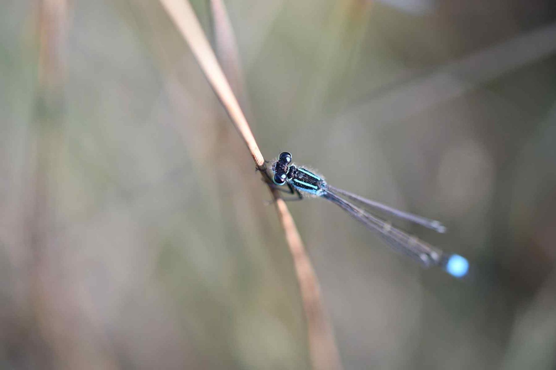 Ischnure élégante (France, dépt Vienne, 04/26)