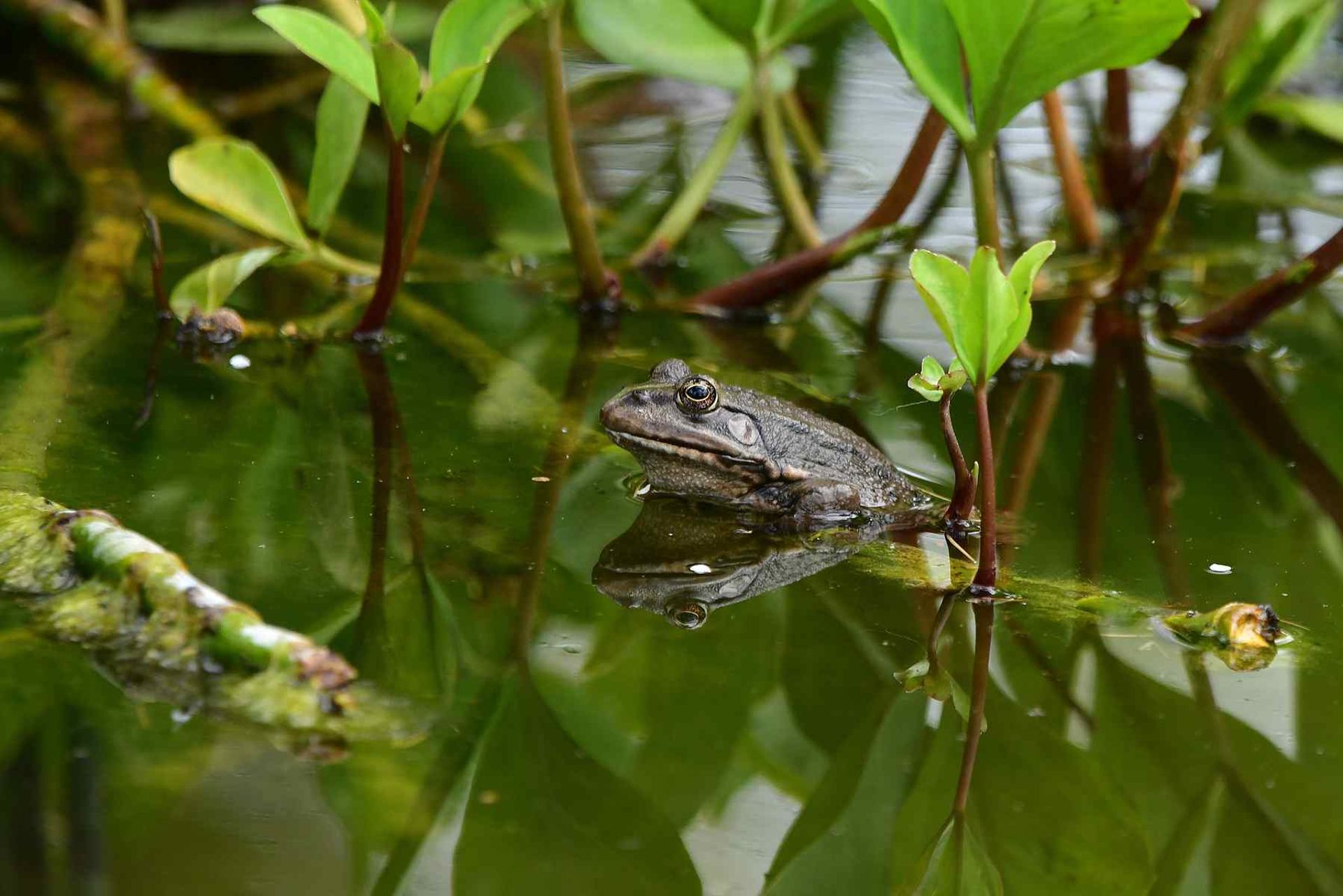 Grenouille (France, dépt 86, 04/26)