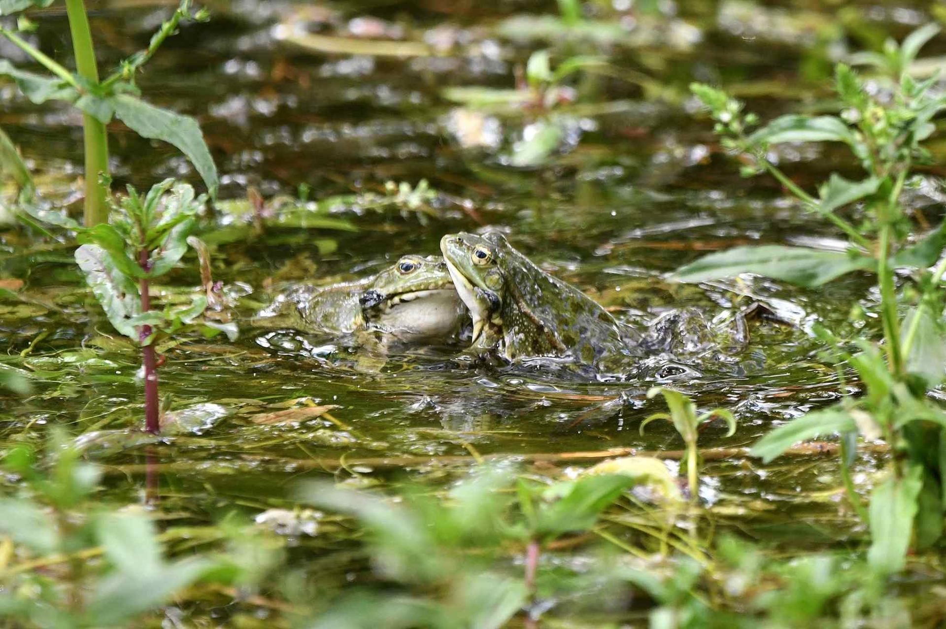 Câlin grenouille (France, dépt 86, 05/26)