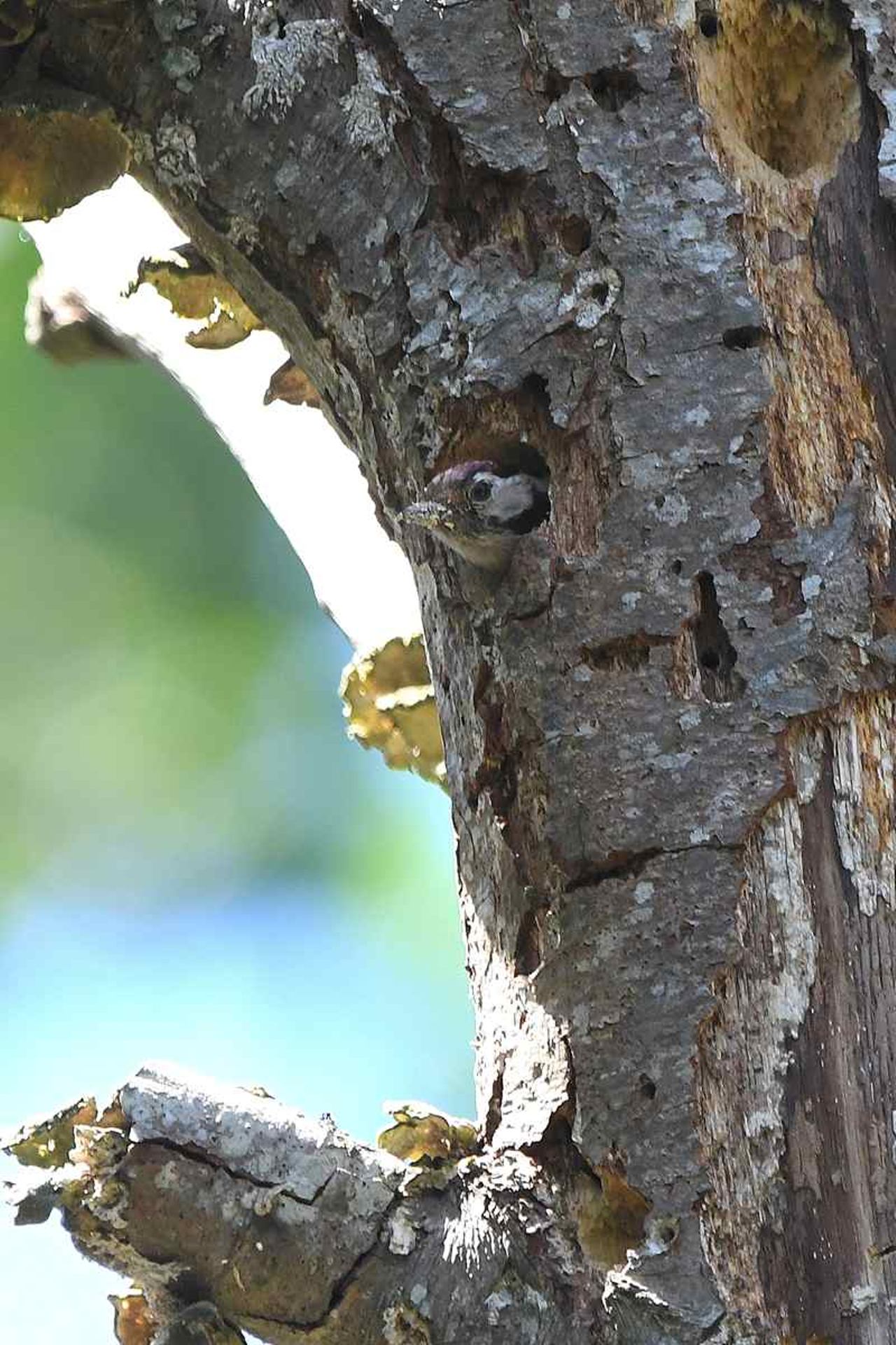 Pic épeichette (France, dépt Vienne, 05/26)