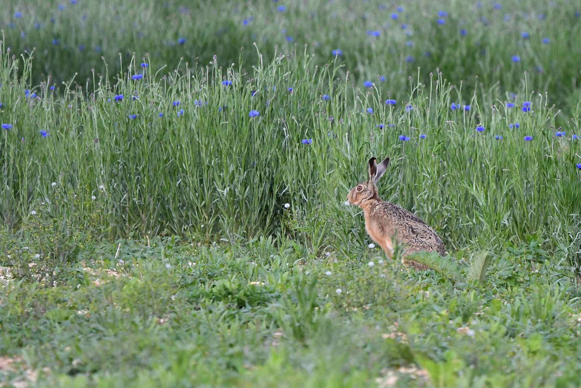 Lièvre (France, dépt 86, 05/26)