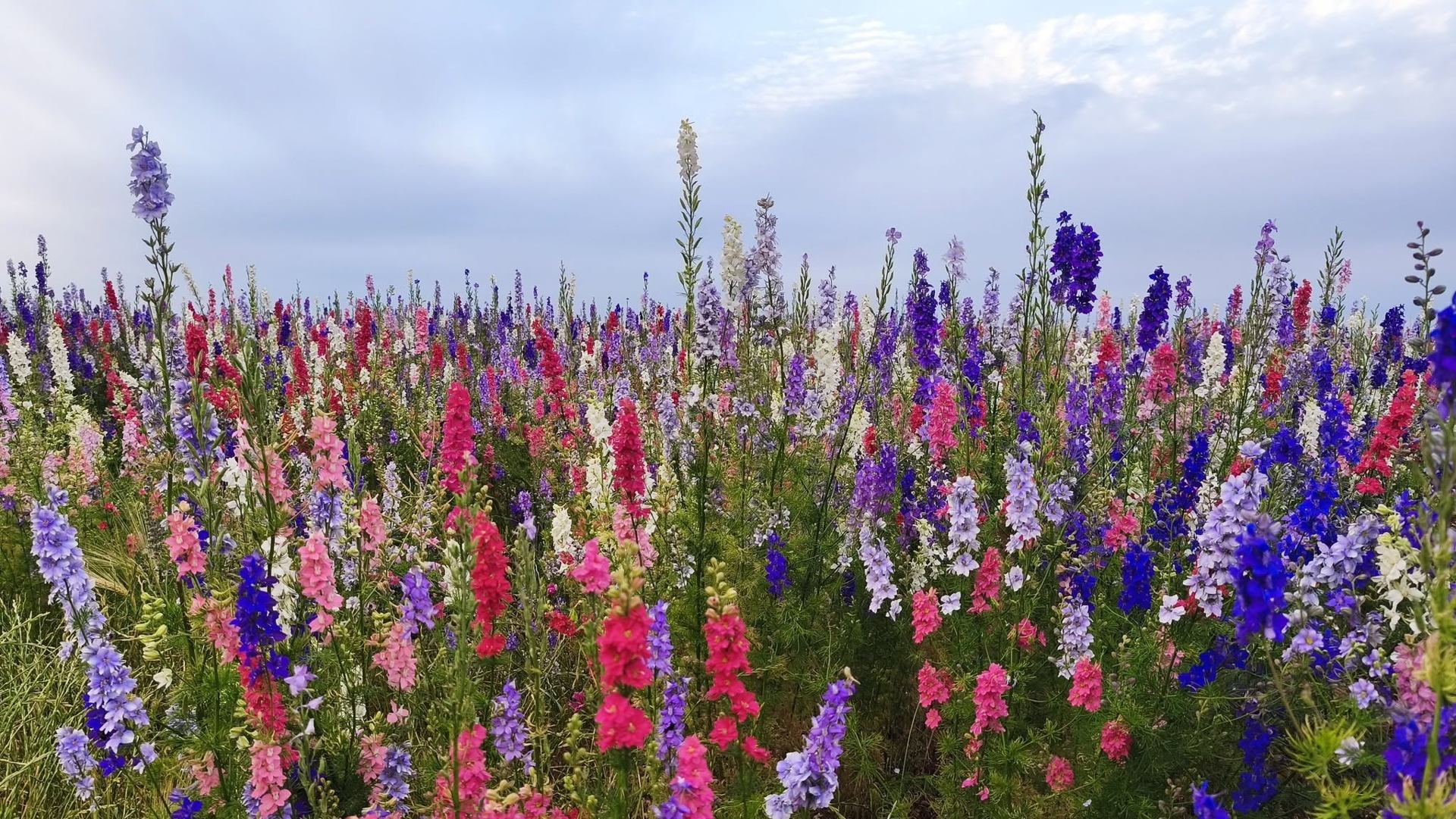dauphinelles des jardins