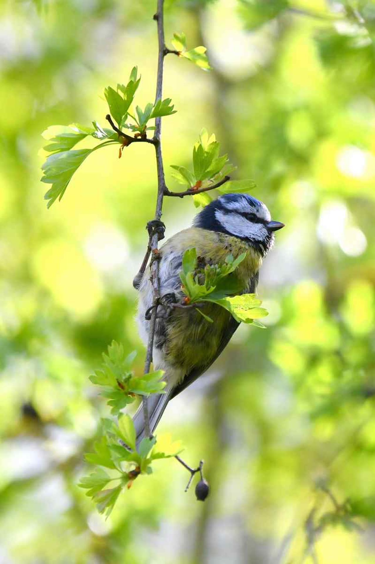 mésange bleue