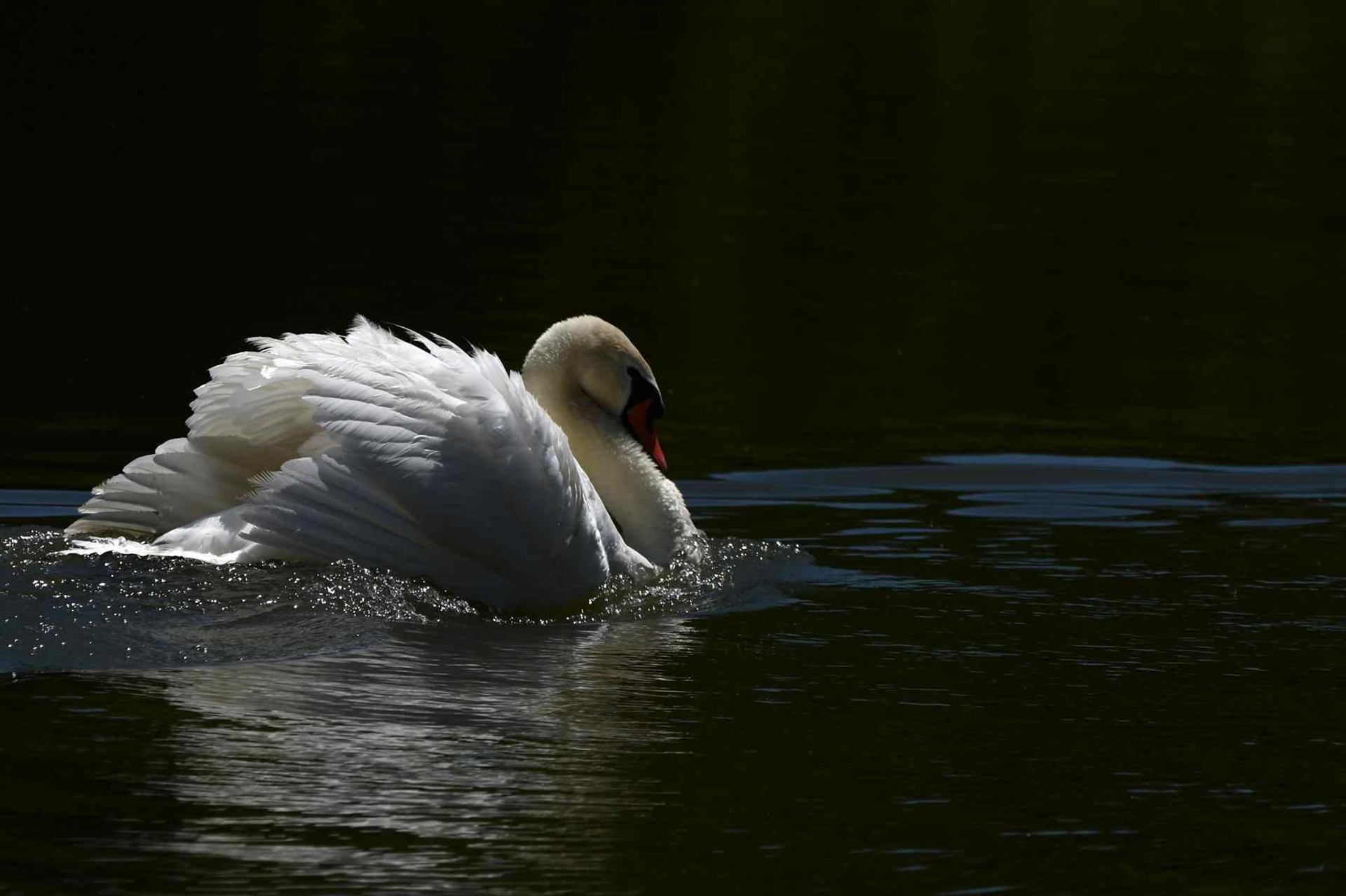 Cygne tuberculé (France, dépt Vienne, 06/26)