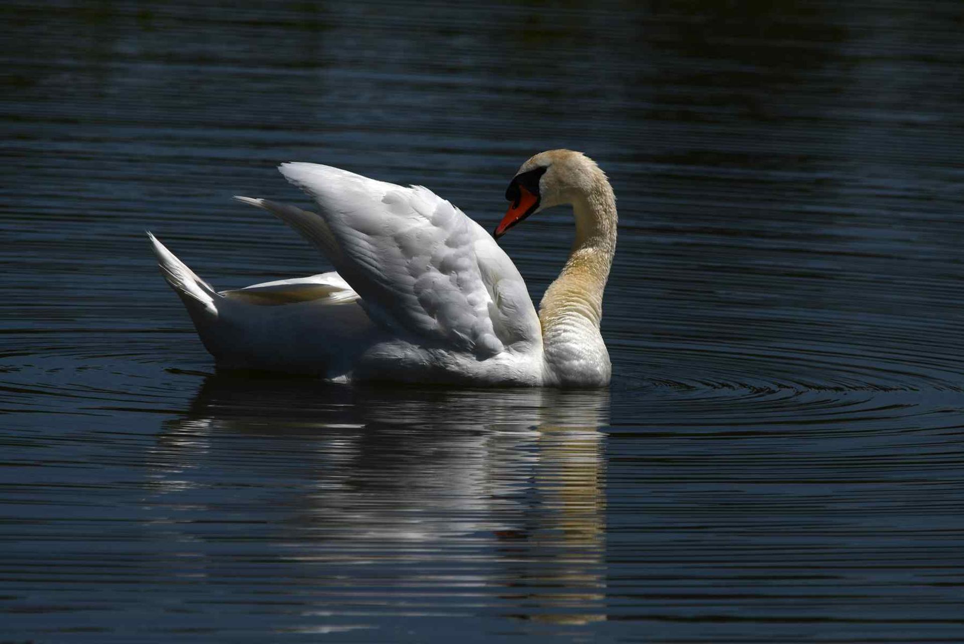 DSC_3743.jpg